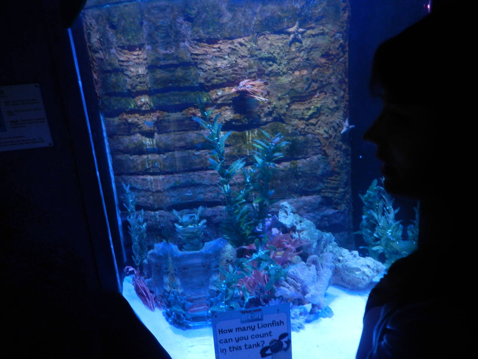 Lionfish Tank - SEA LIFE Scarborough - 26/08/2012