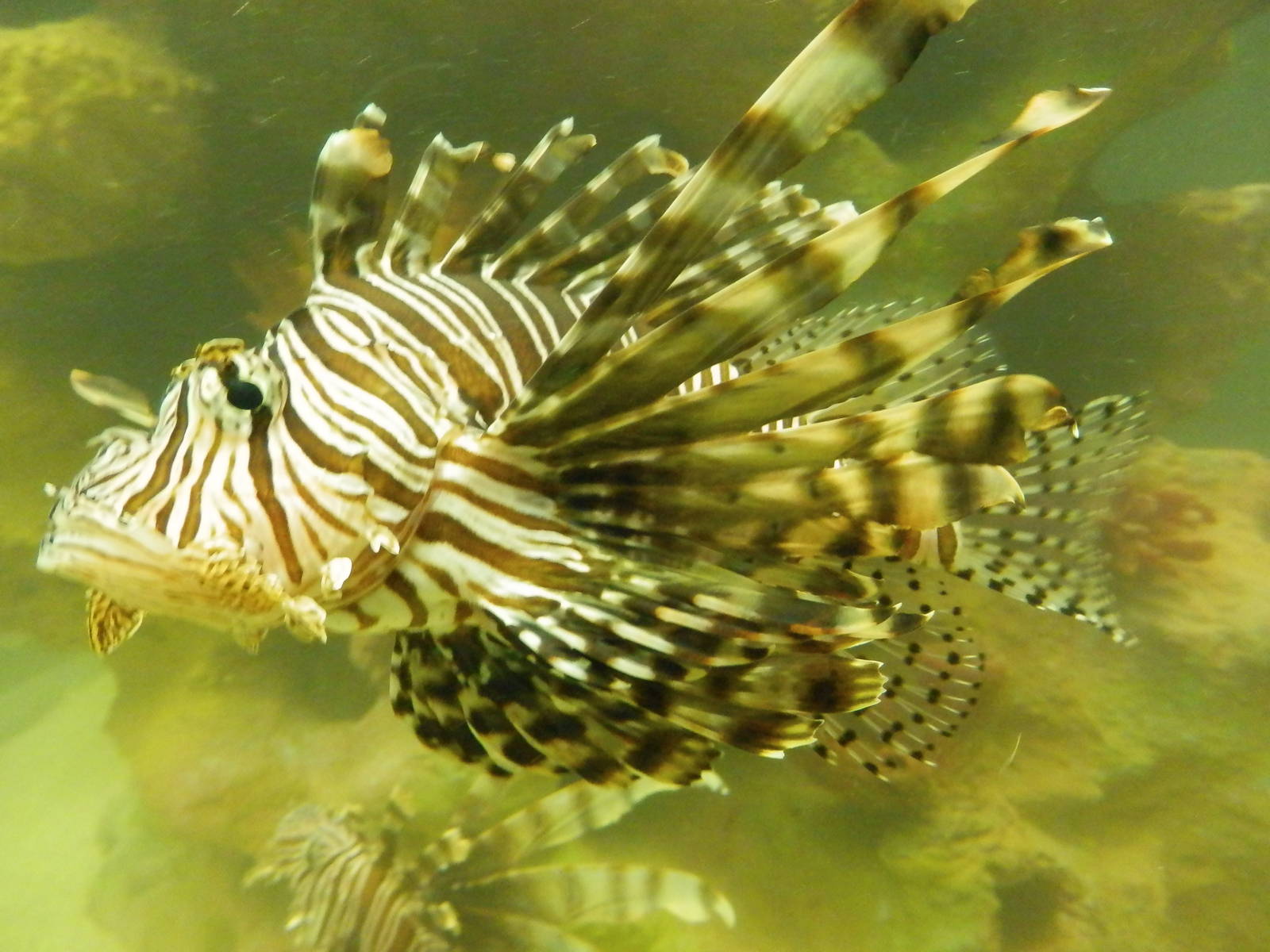 Lionfish tank