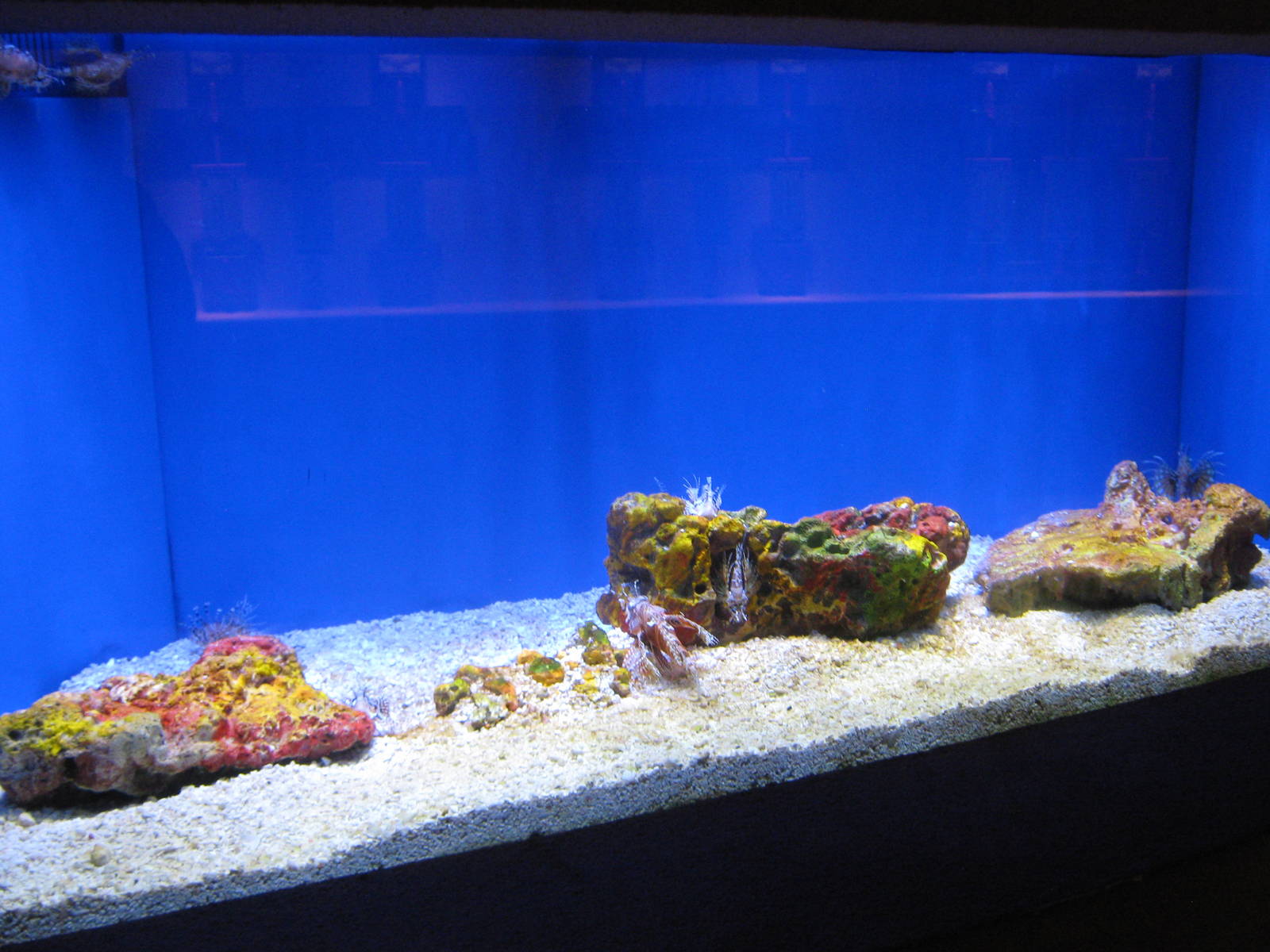 lionfish tank