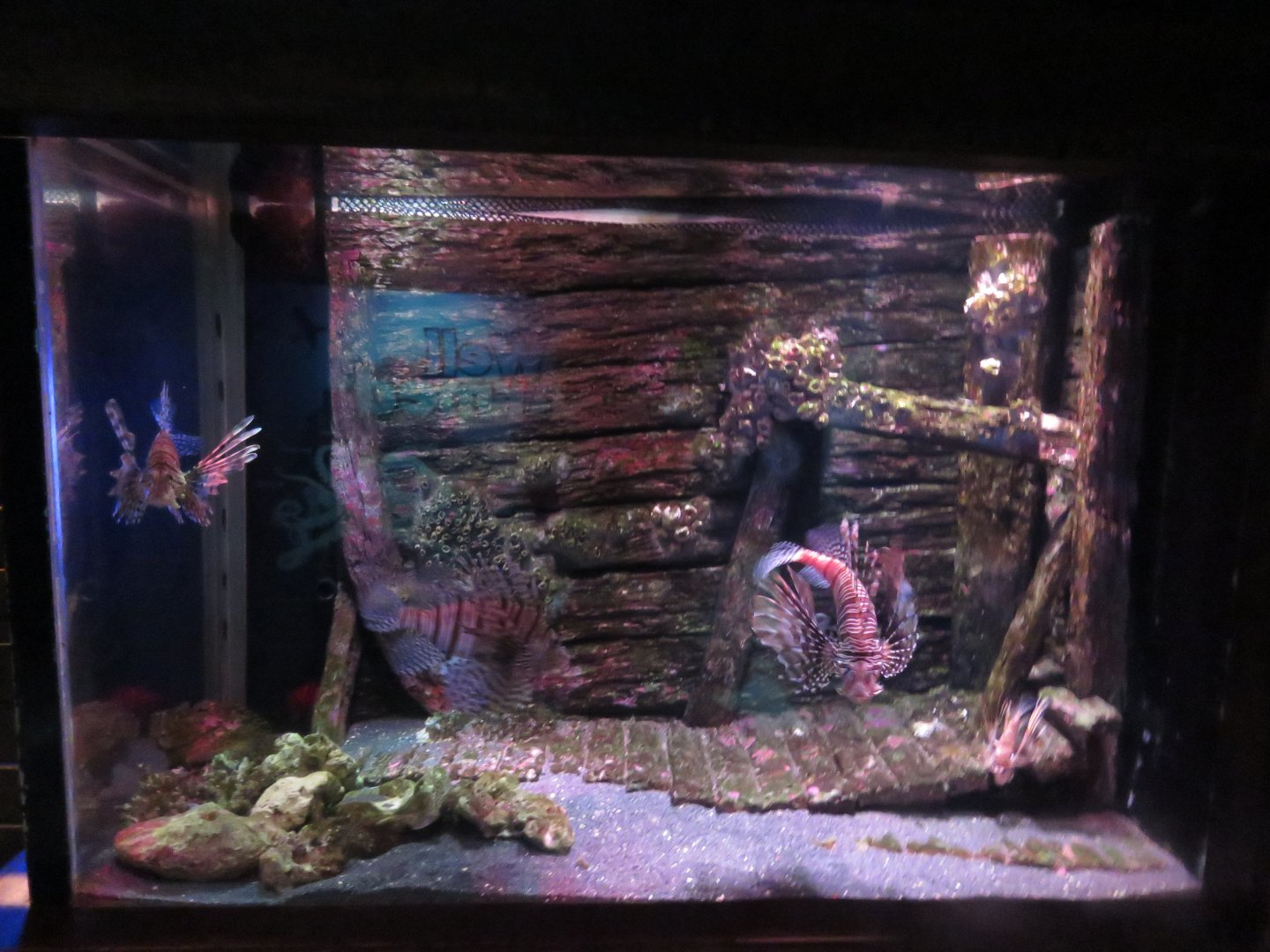 Lionfish Tank