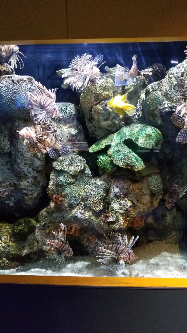 Lionfish tank