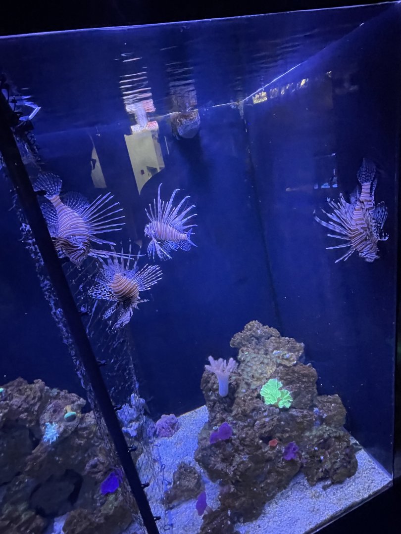 Lionfish Tank