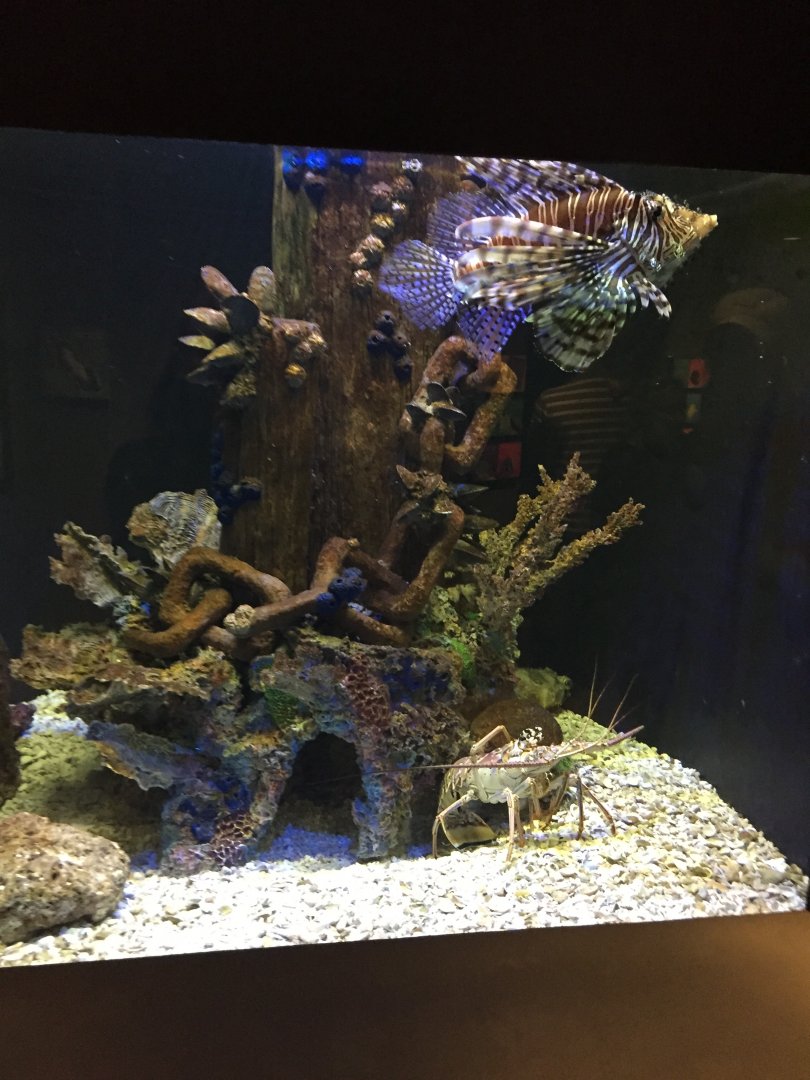 Lionfish with spiny lobster 6-23-2017