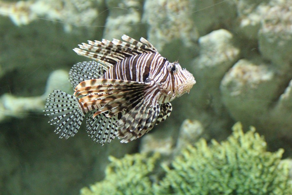 Lionfish