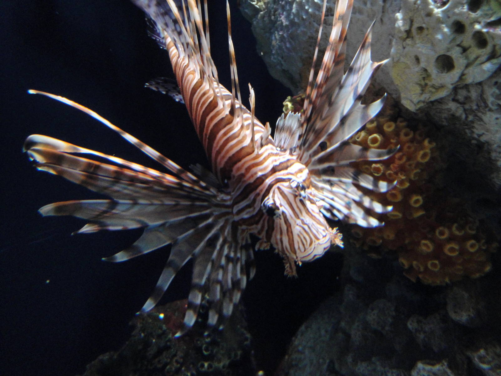 Lionfish