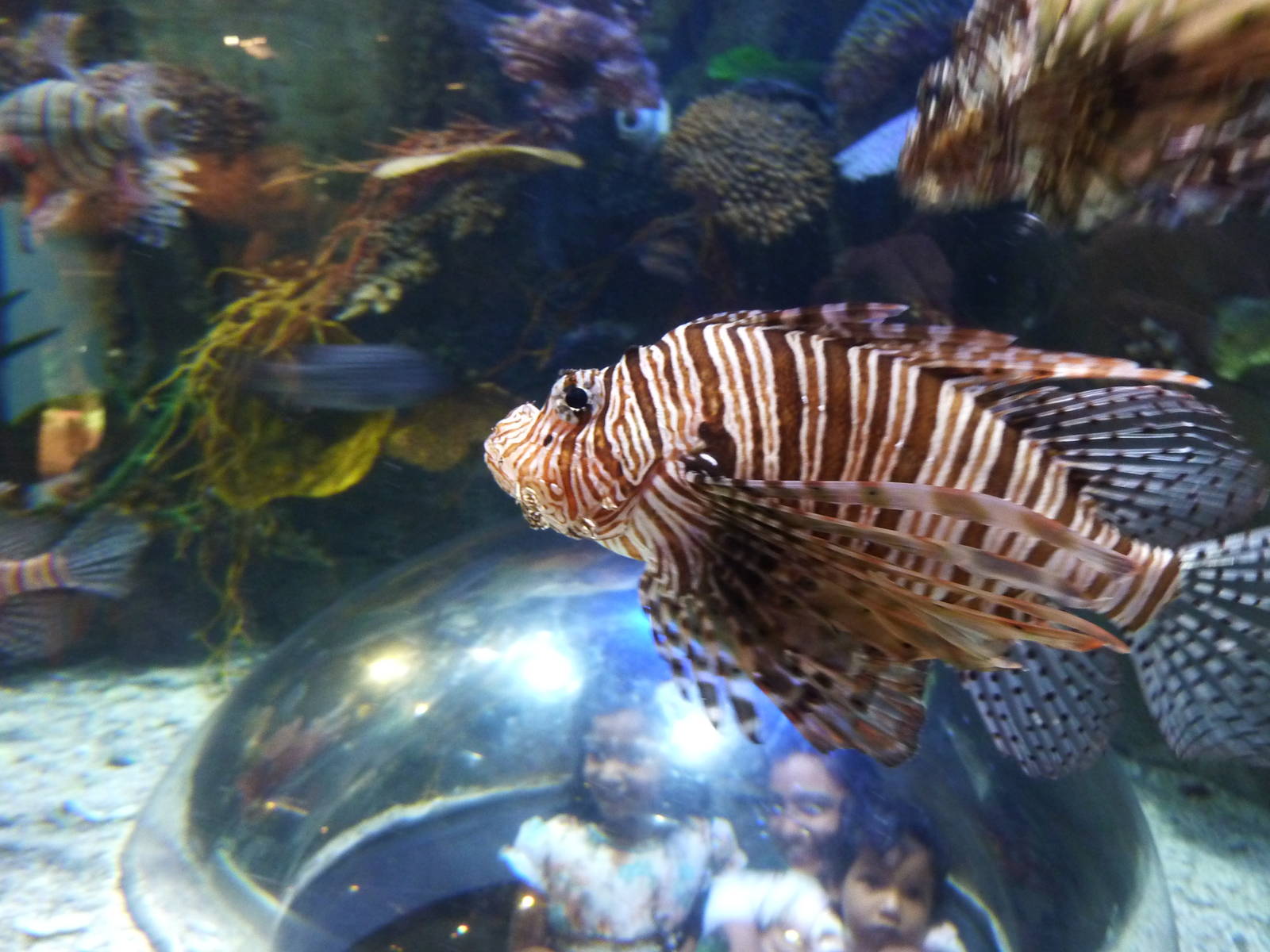 Lionfish
