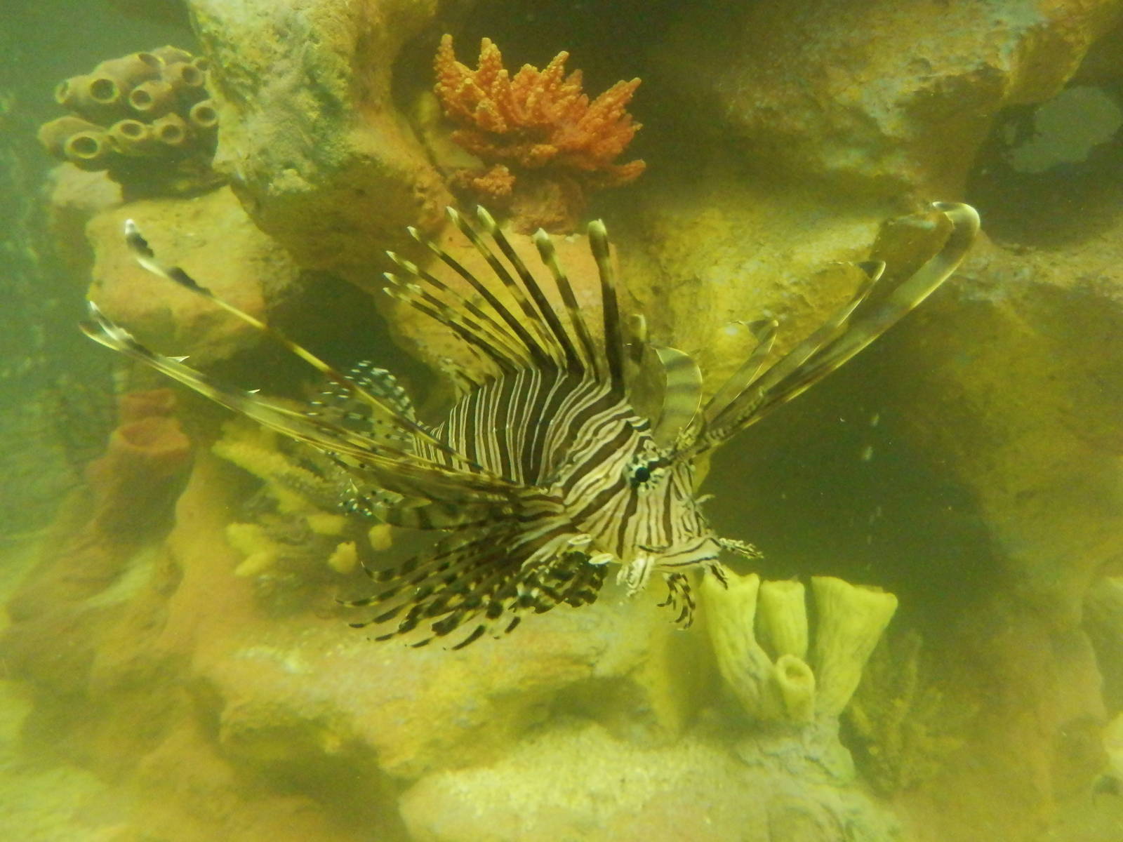 Lionfish