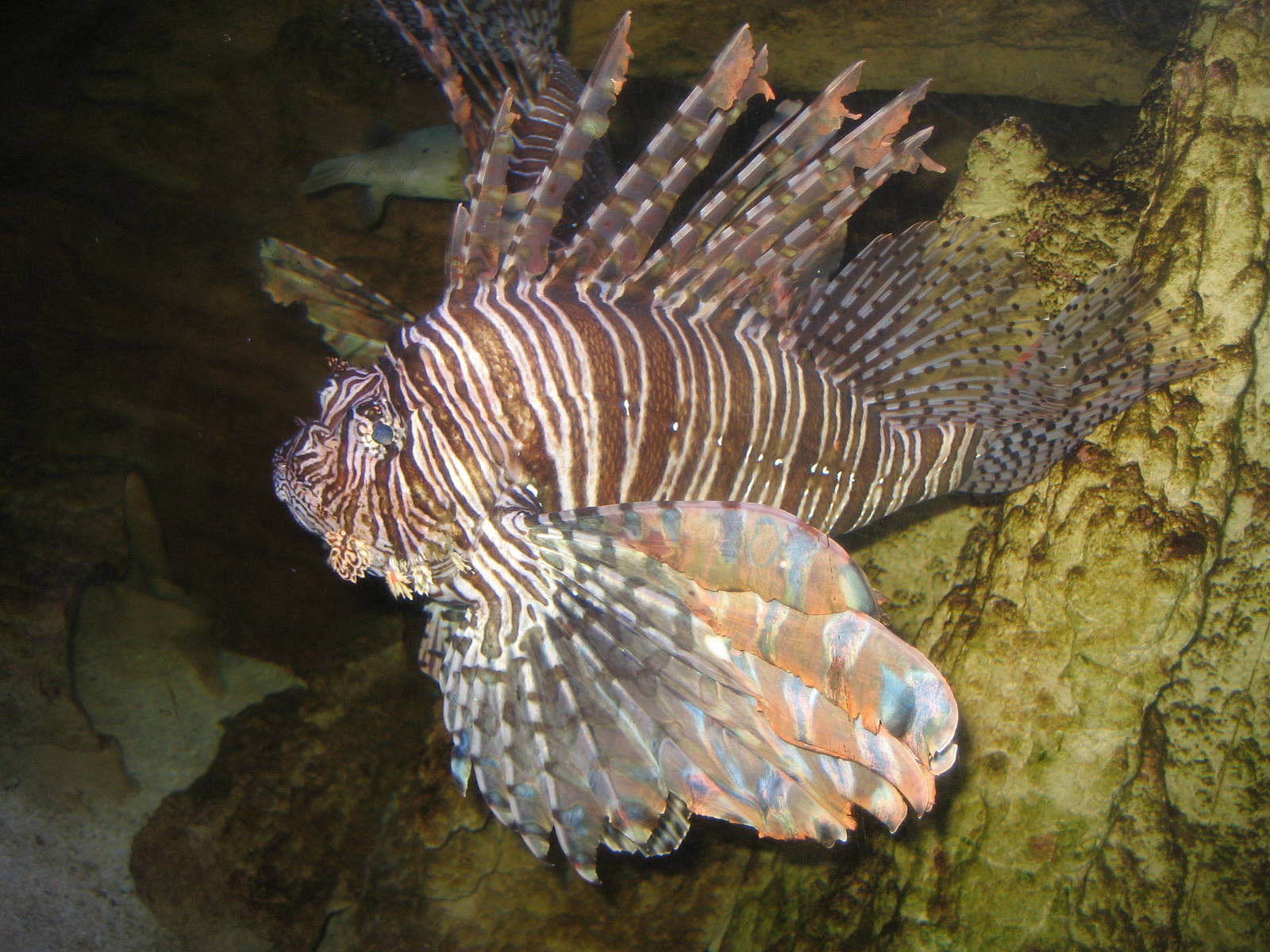 Lionfish