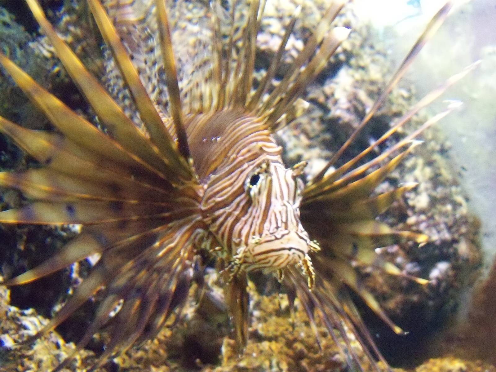 Lionfish