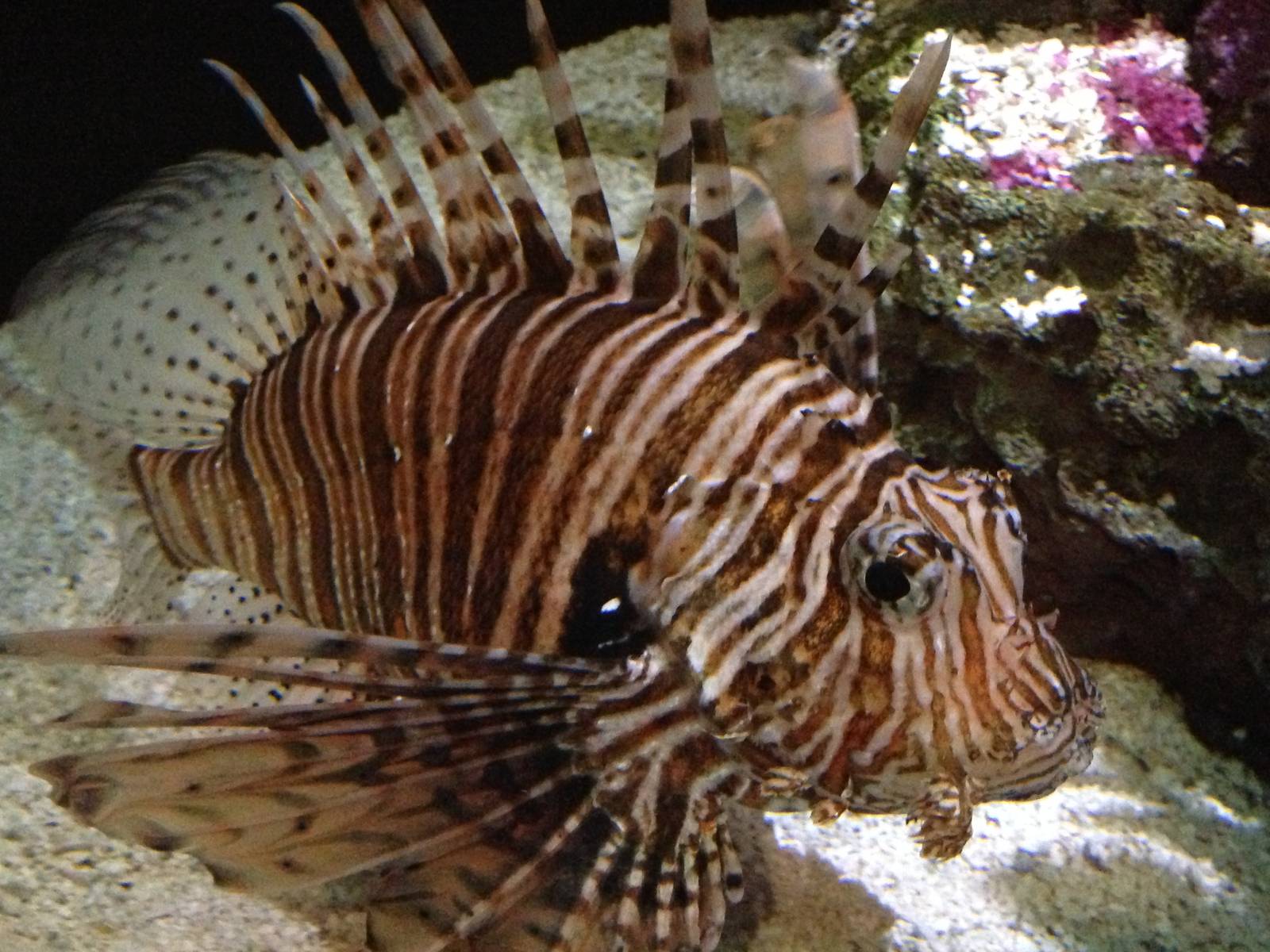 Lionfish