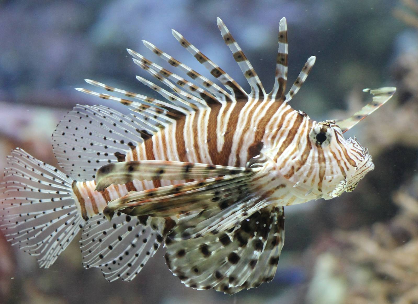 Lionfish