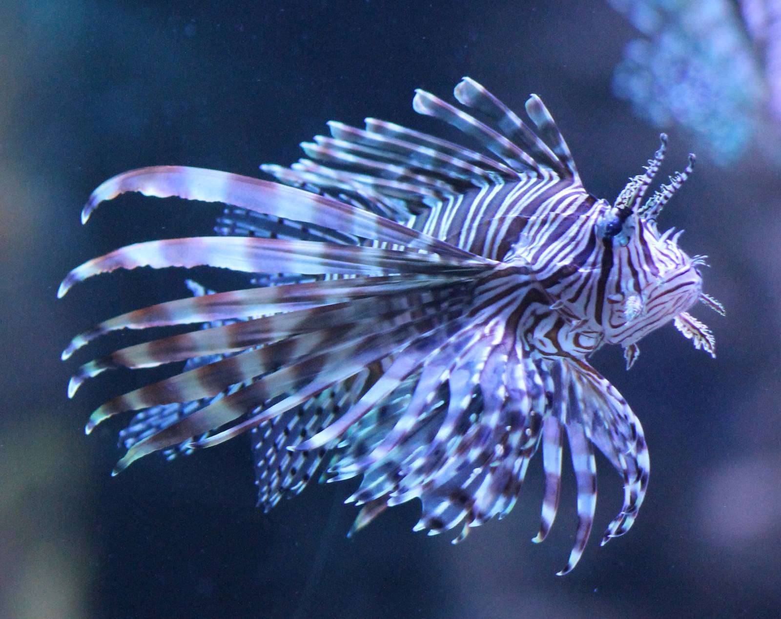 Lionfish