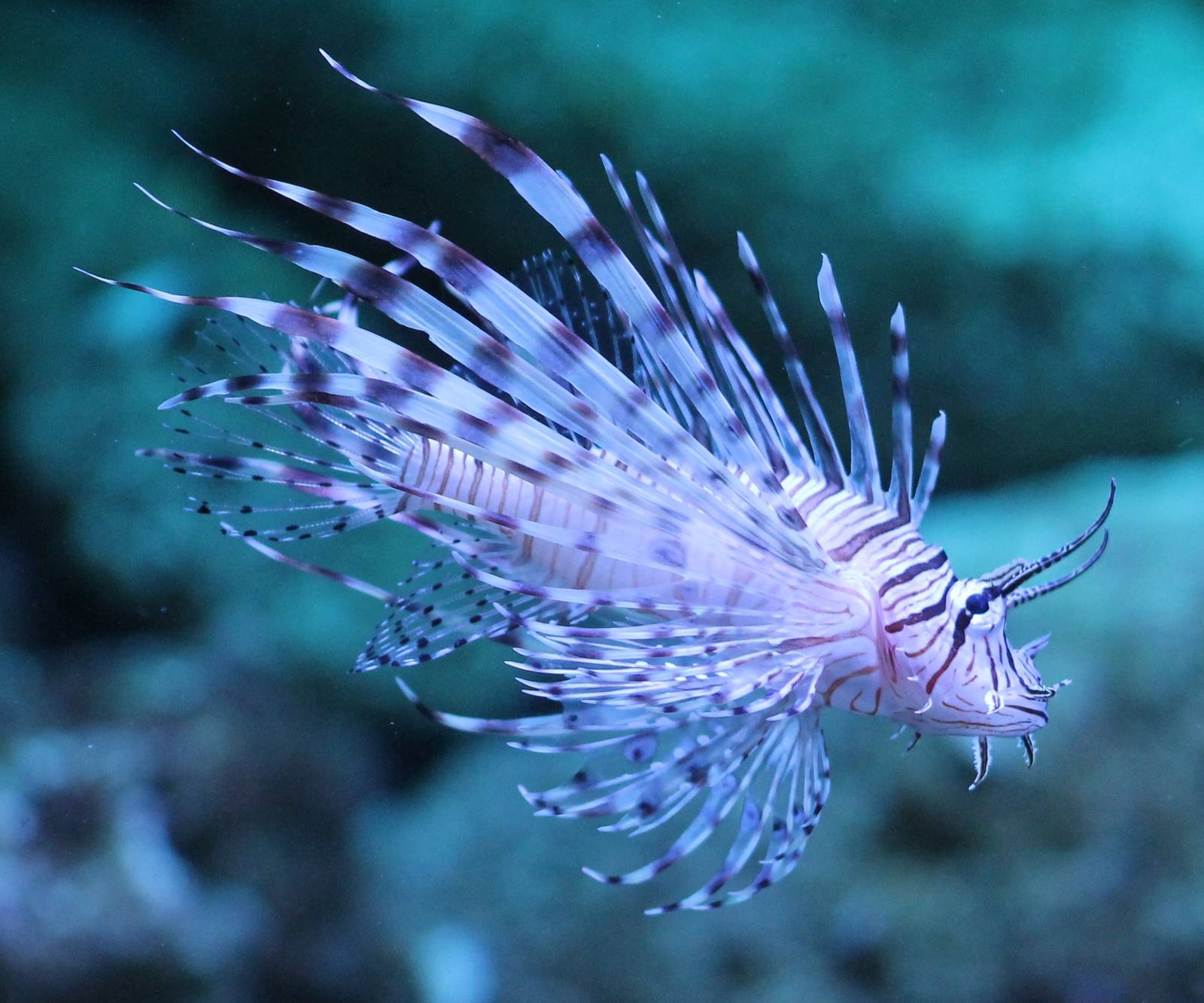 Lionfish