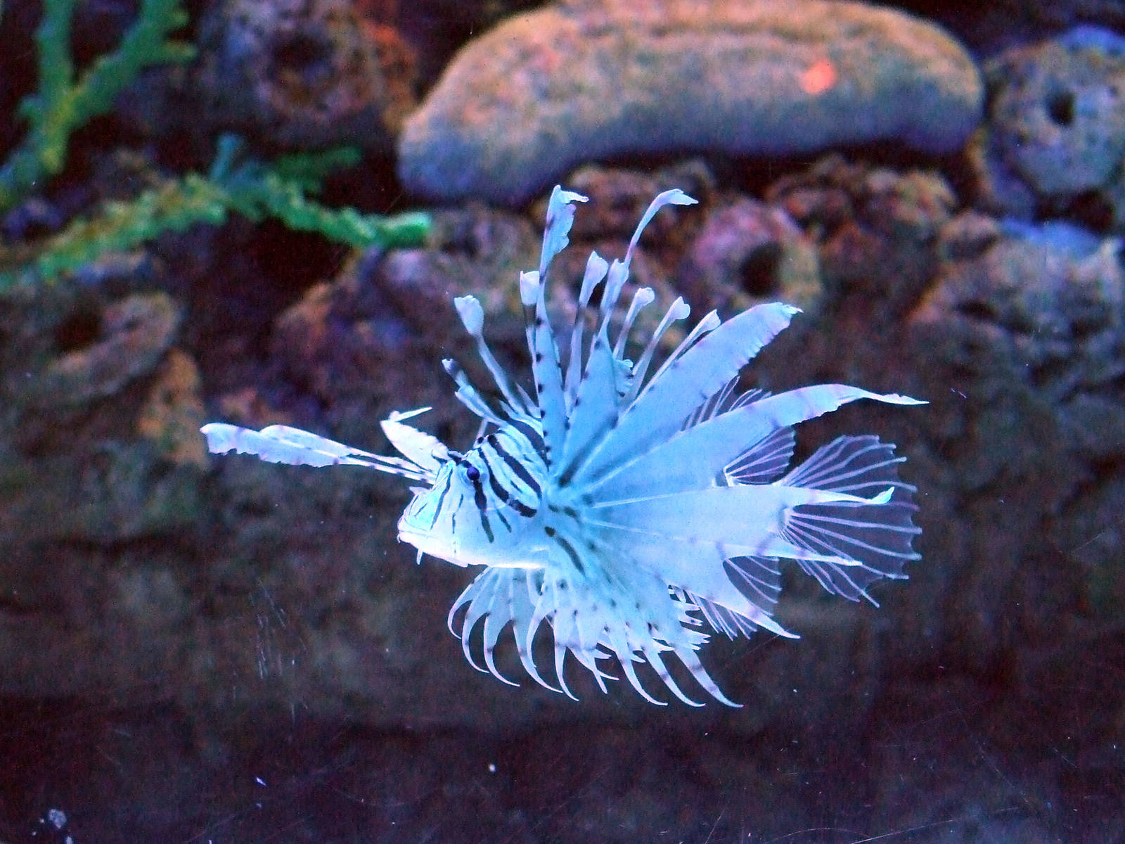 Lionfish
