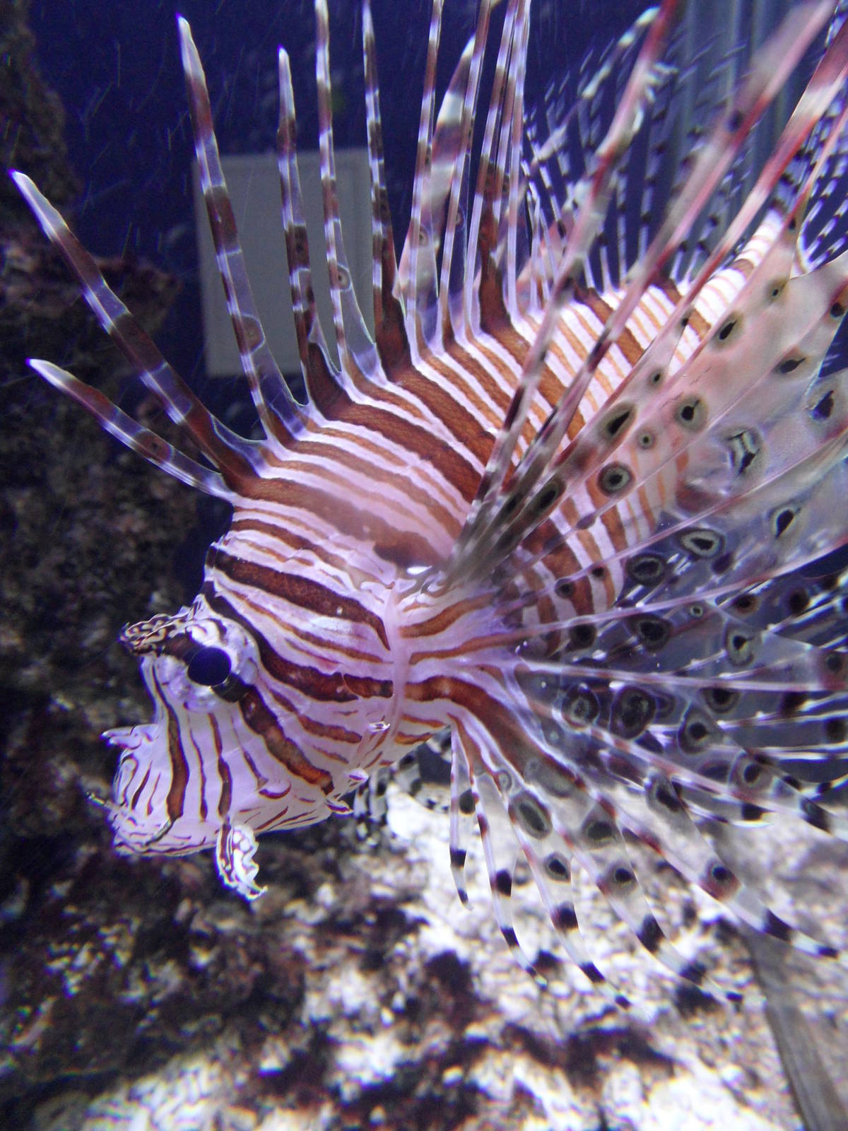 Lionfish