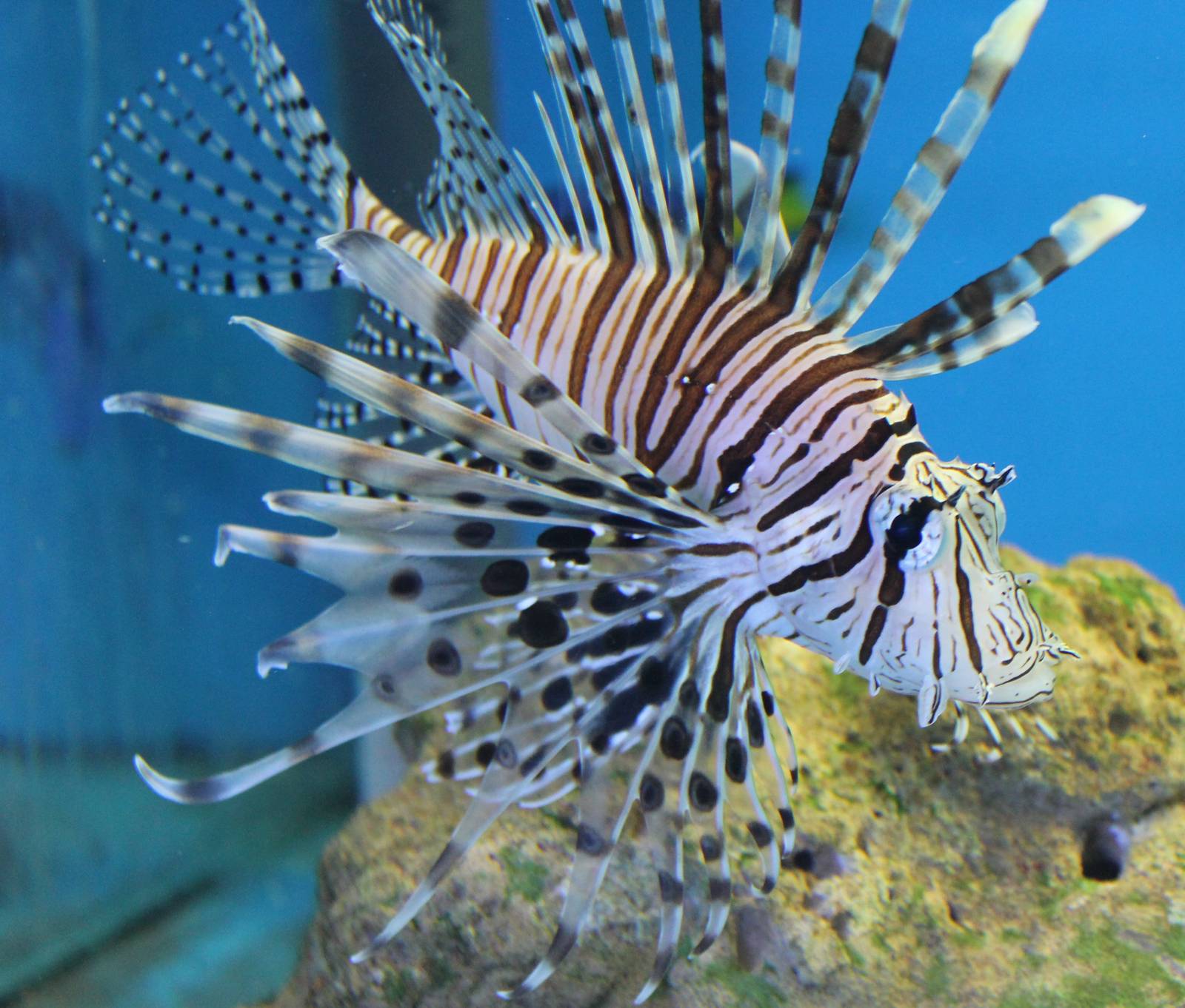 Lionfish