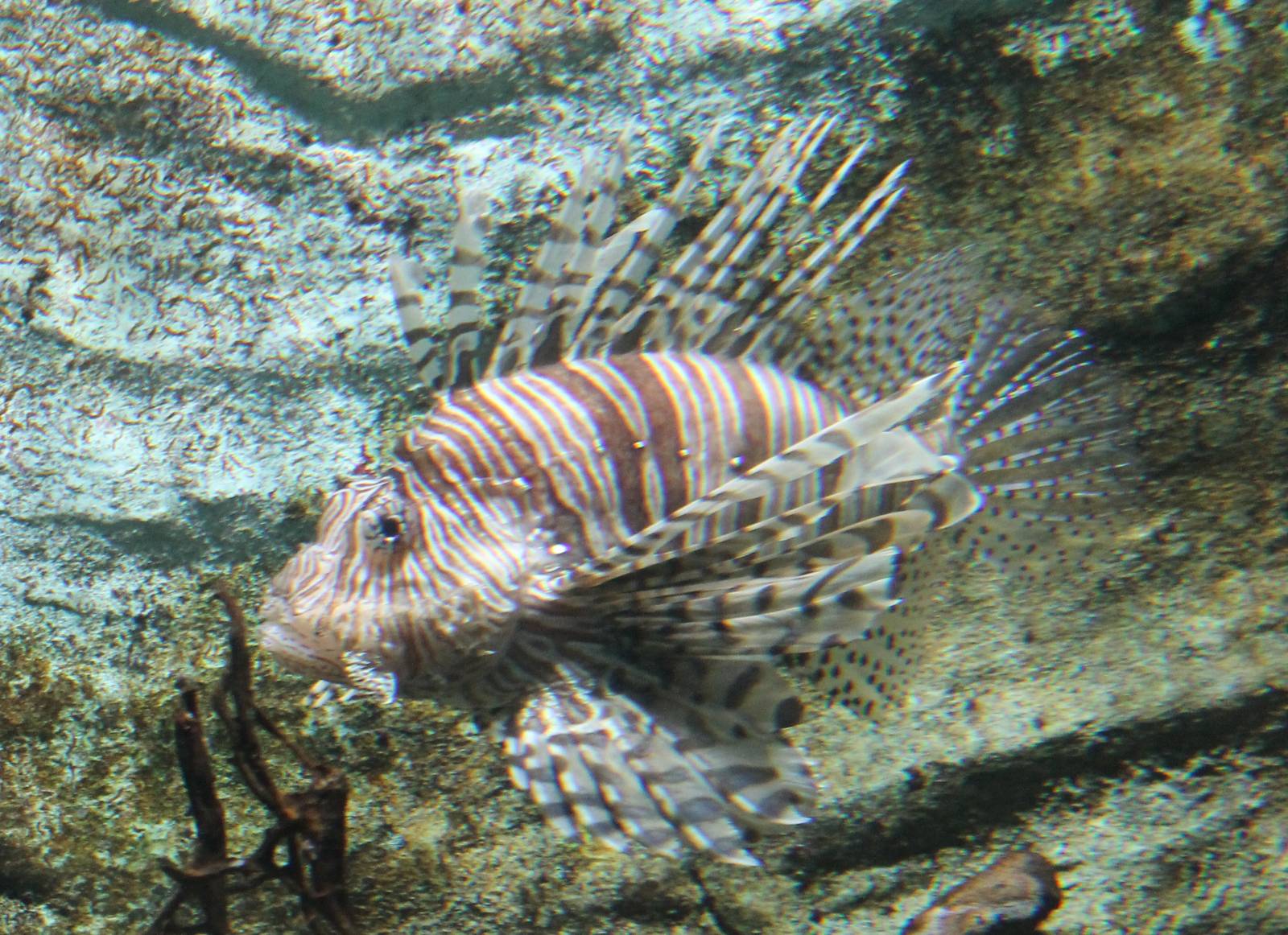 Lionfish