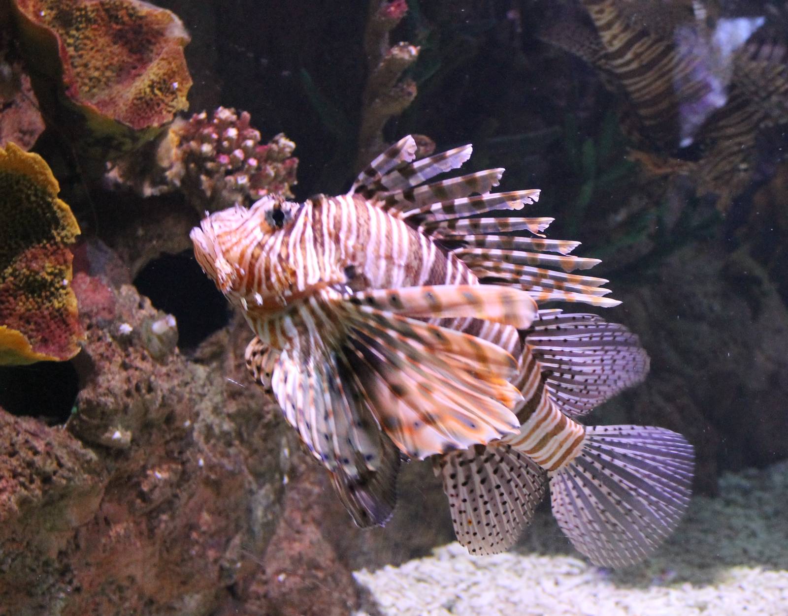 Lionfish