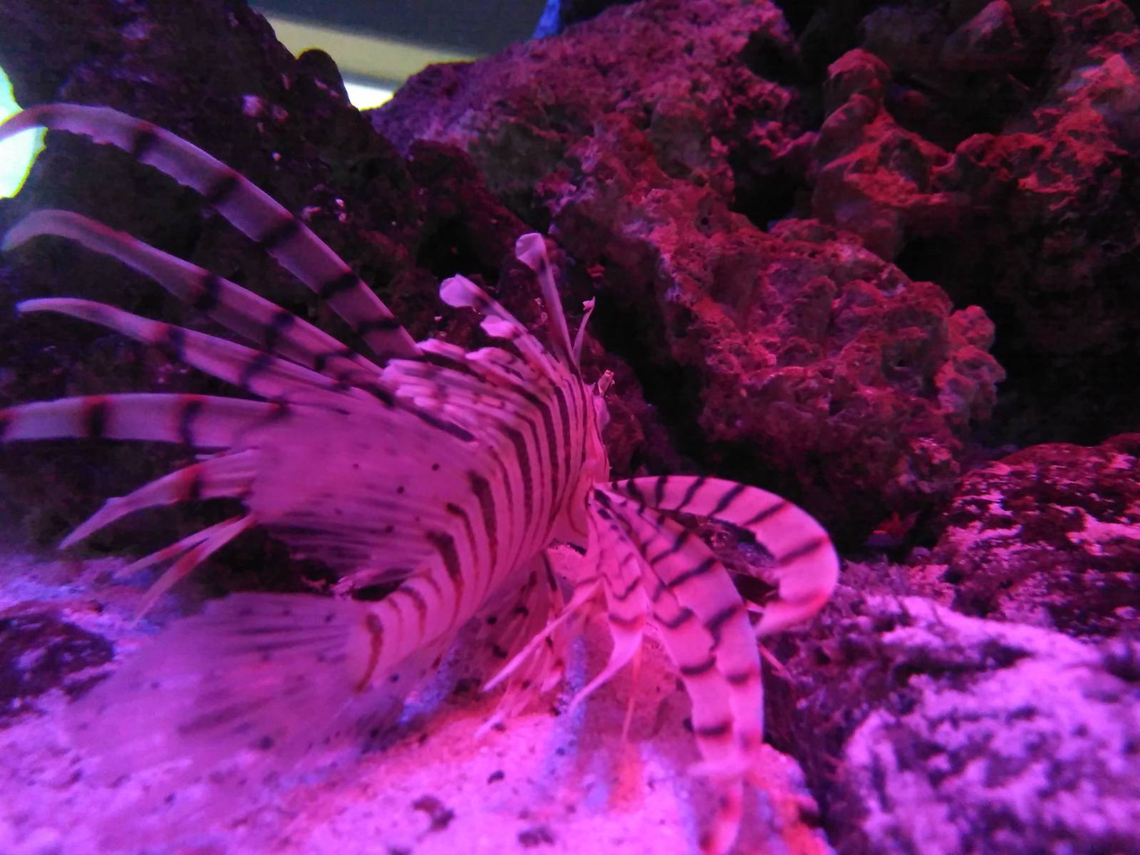 Lionfish