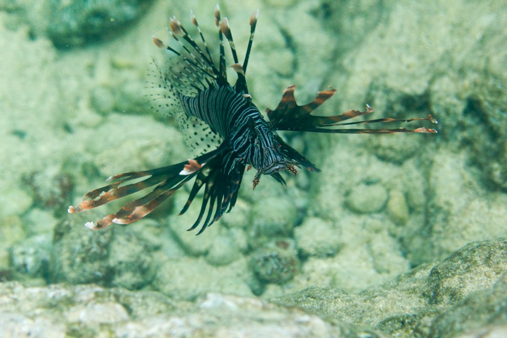 Lionfish