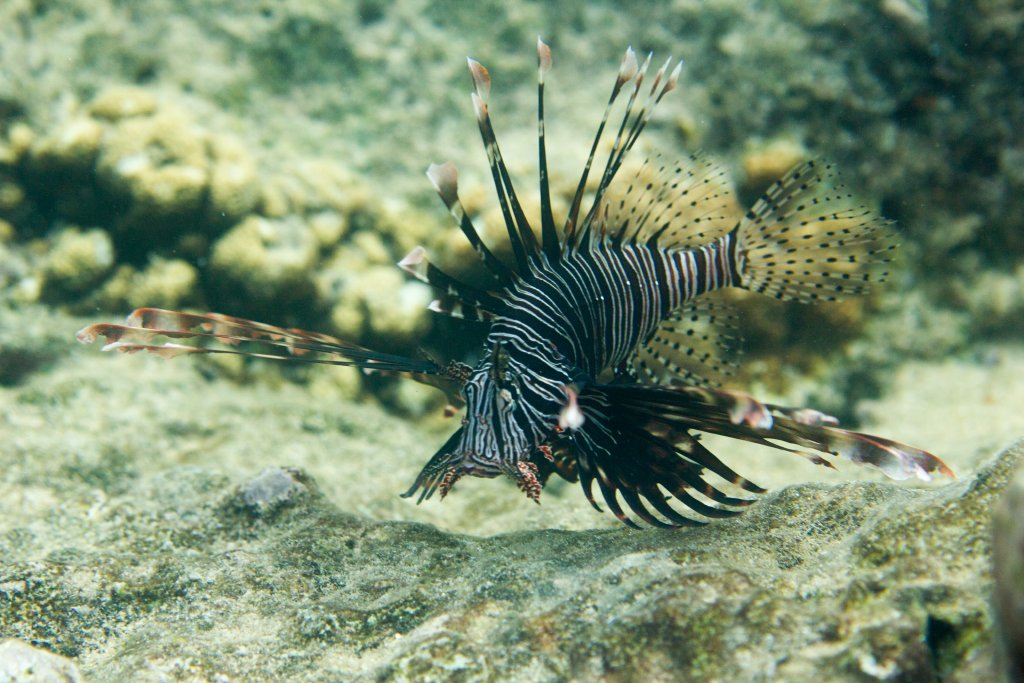 Lionfish