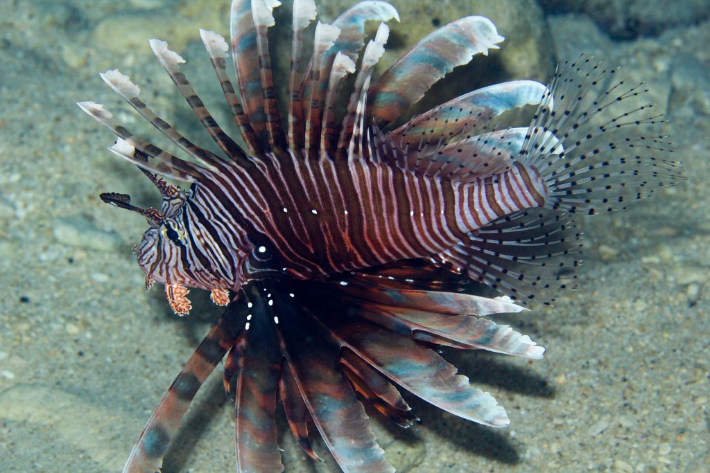 Lionfish