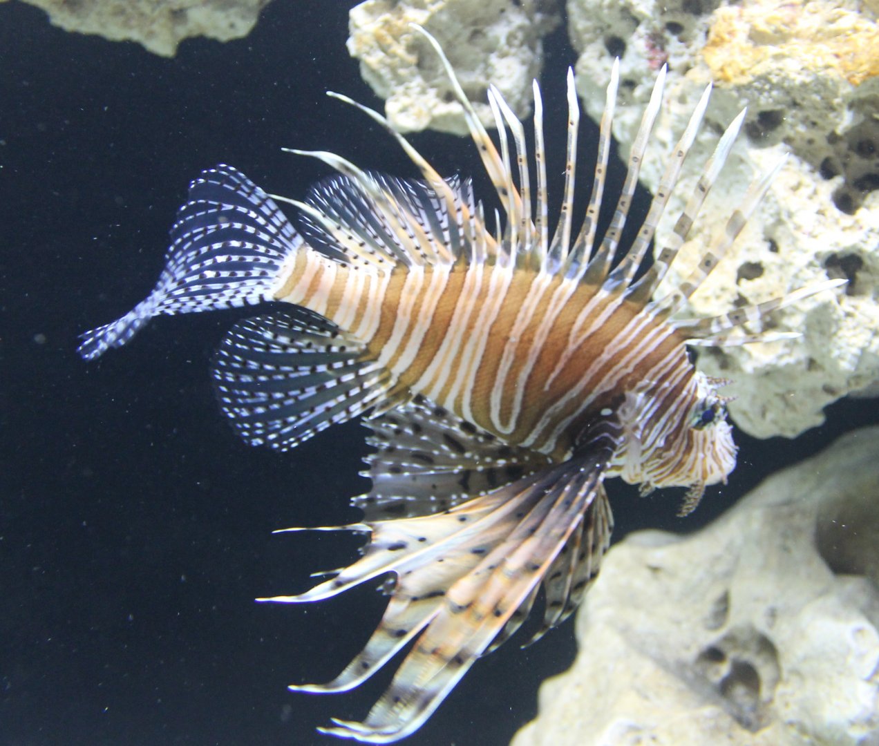 Lionfish