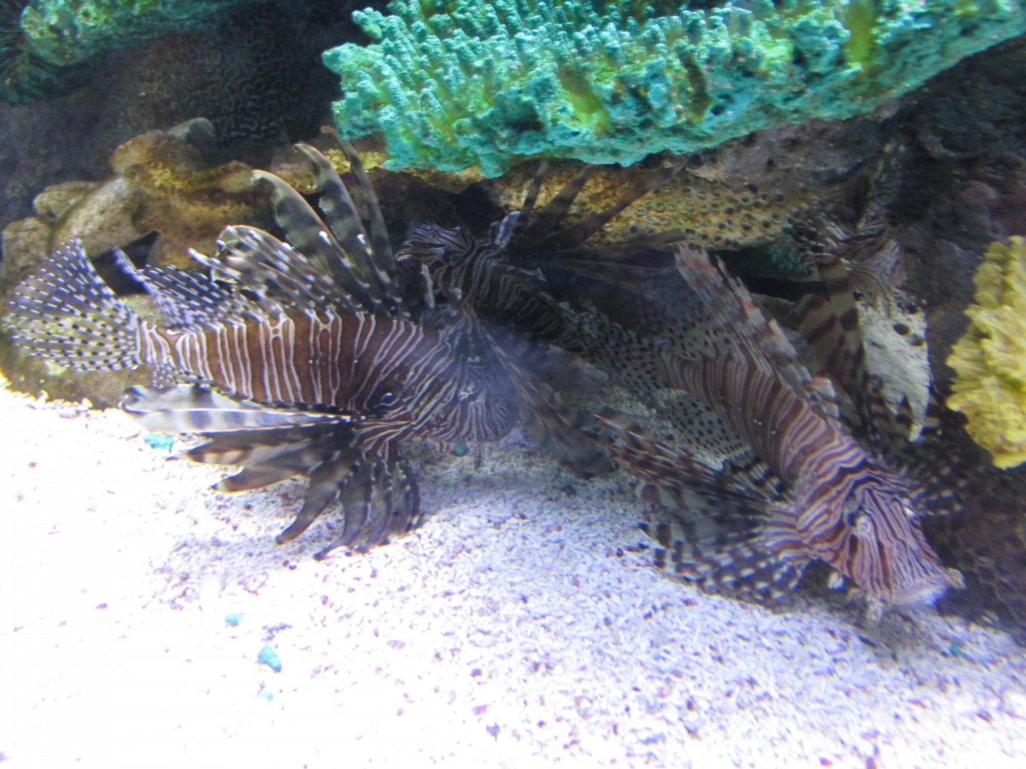 lionfish