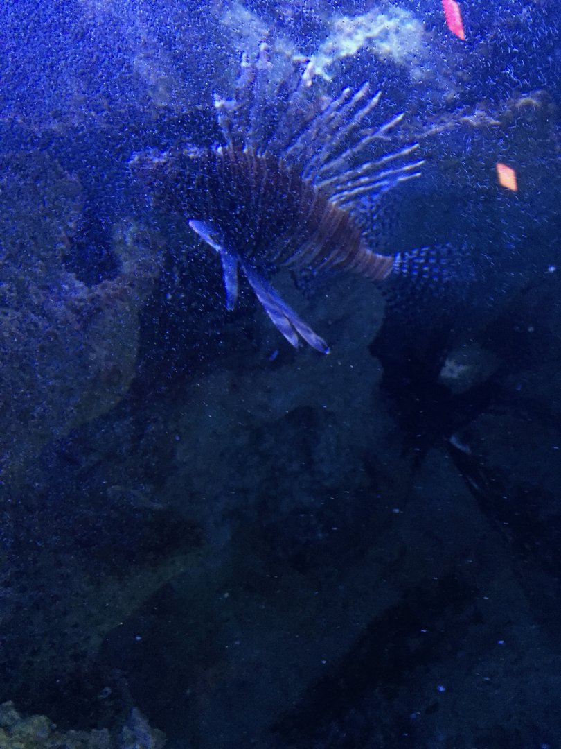 Lionfish