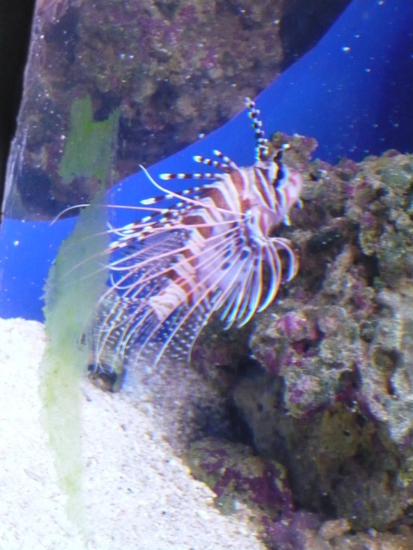 Lionfish