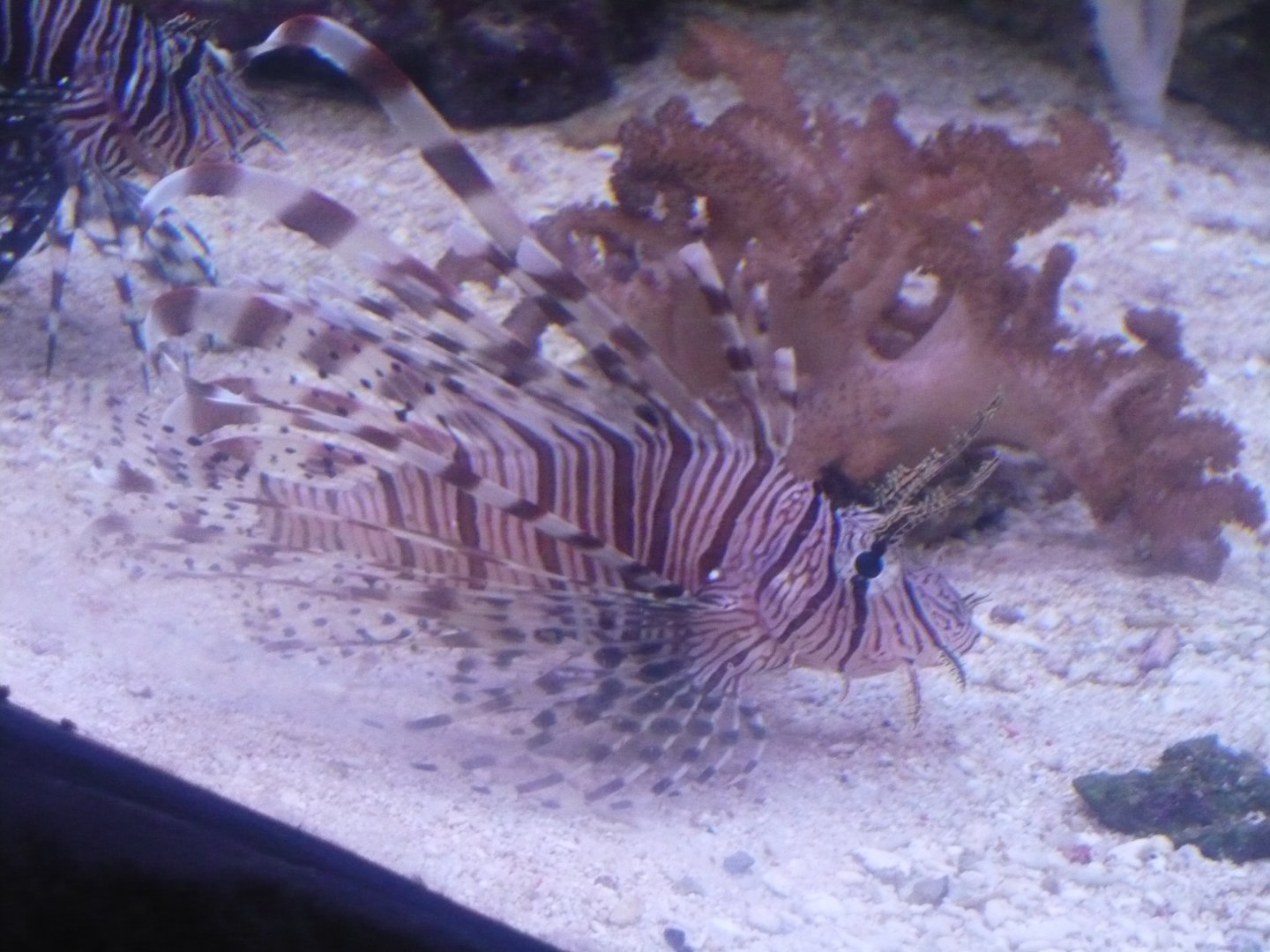 Lionfish