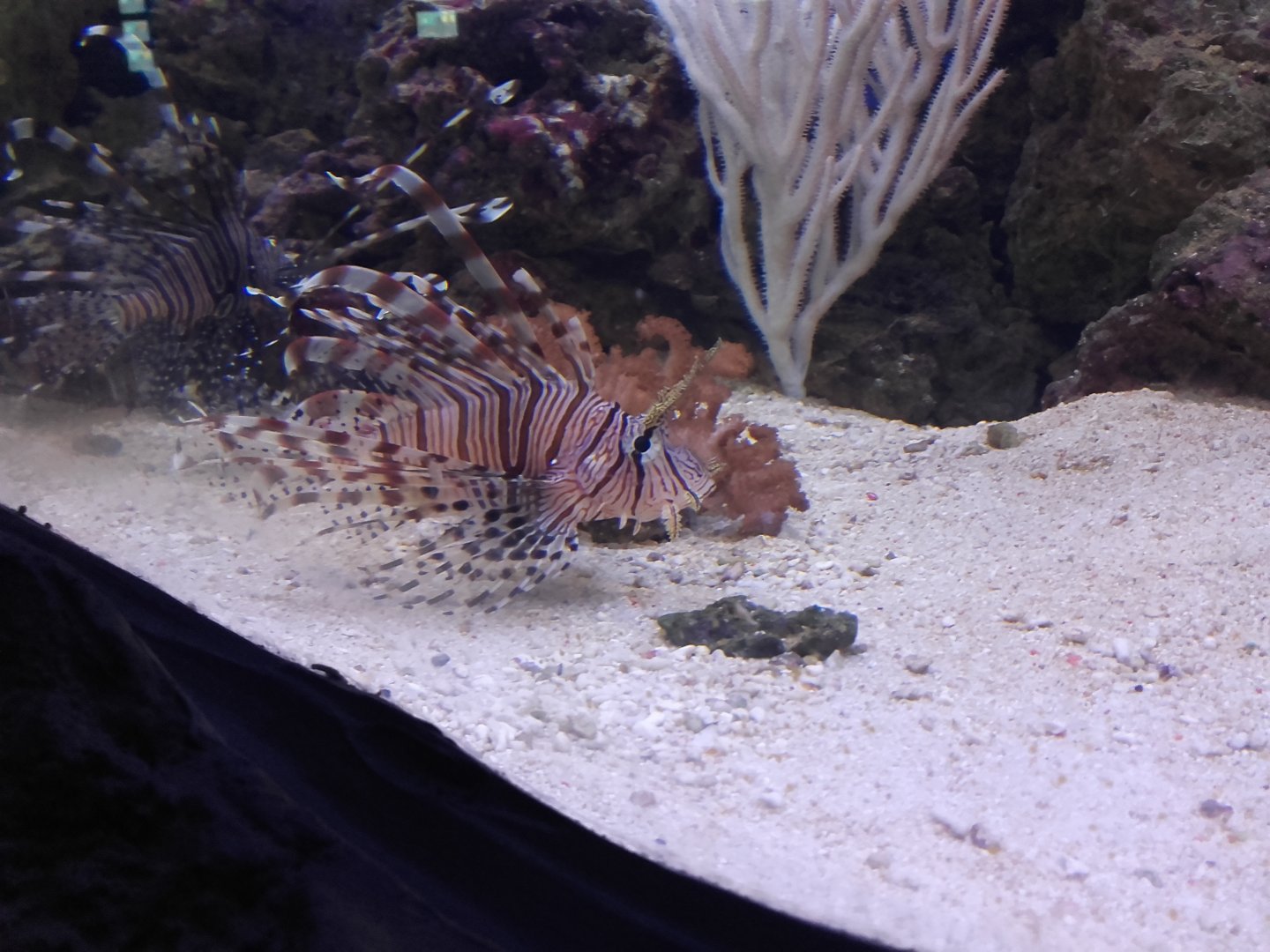 Lionfish