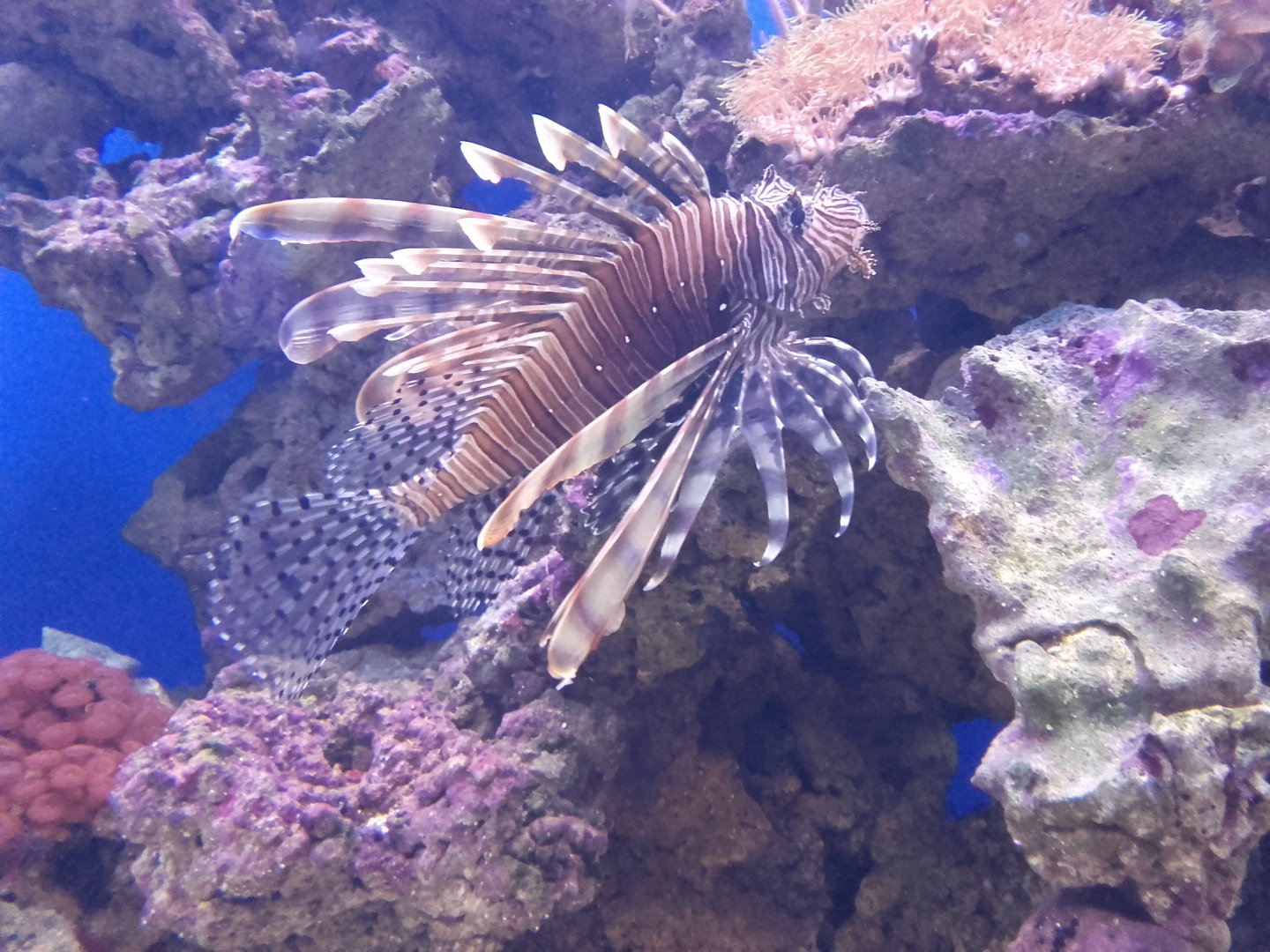 Lionfish
