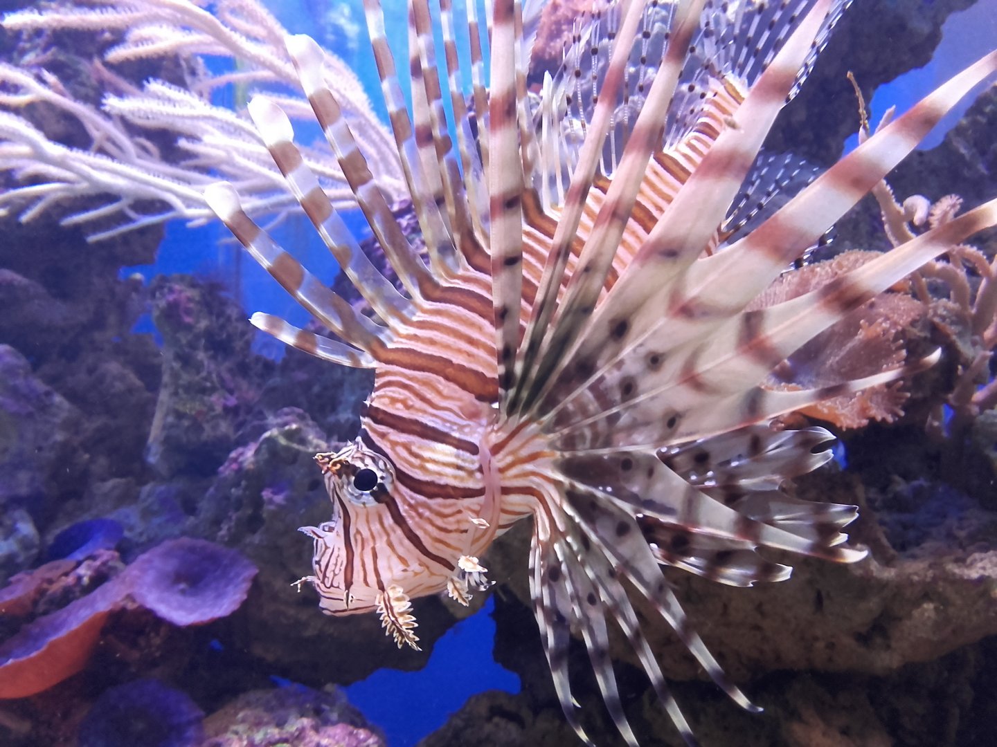 Lionfish