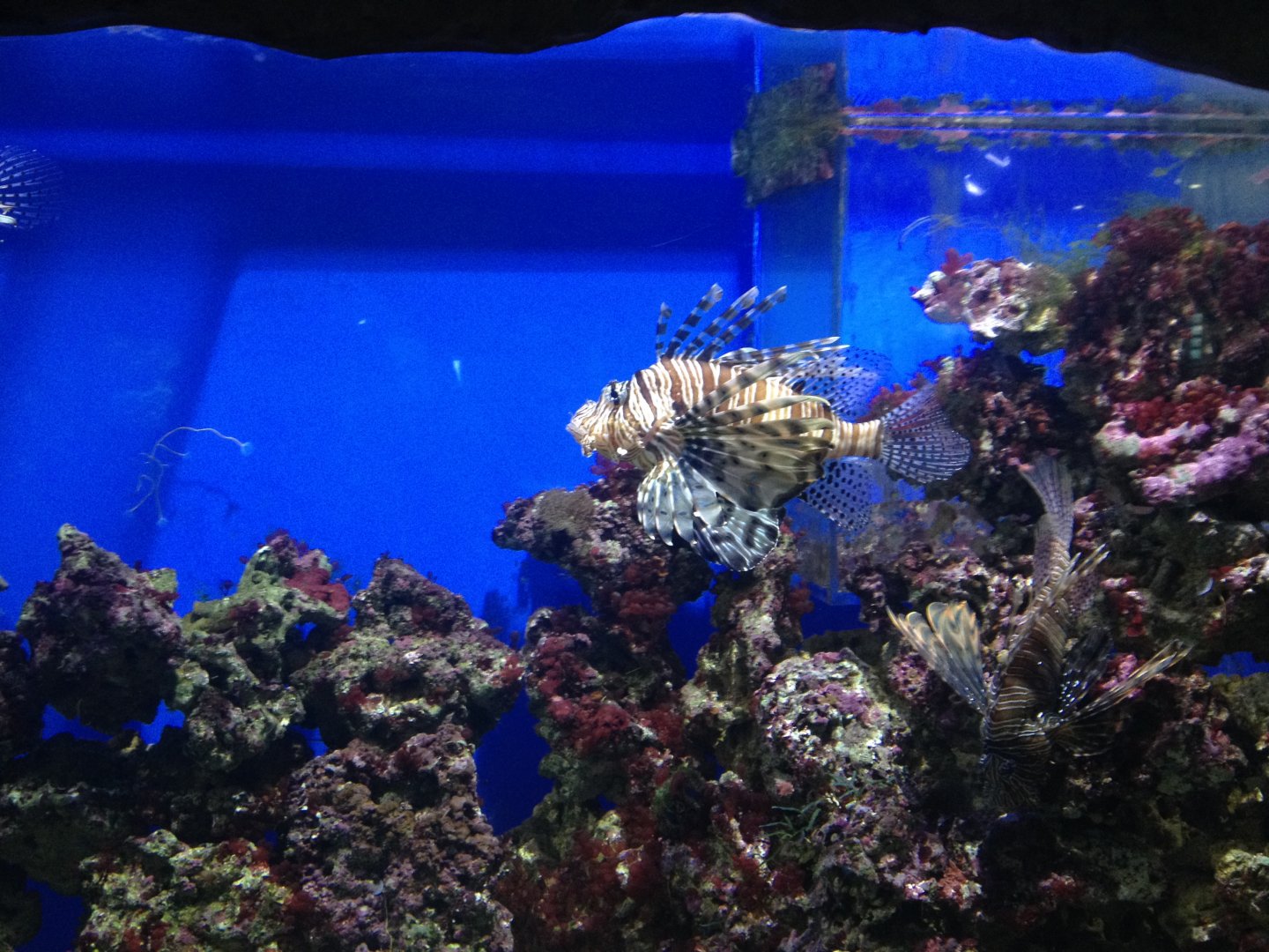 Lionfish