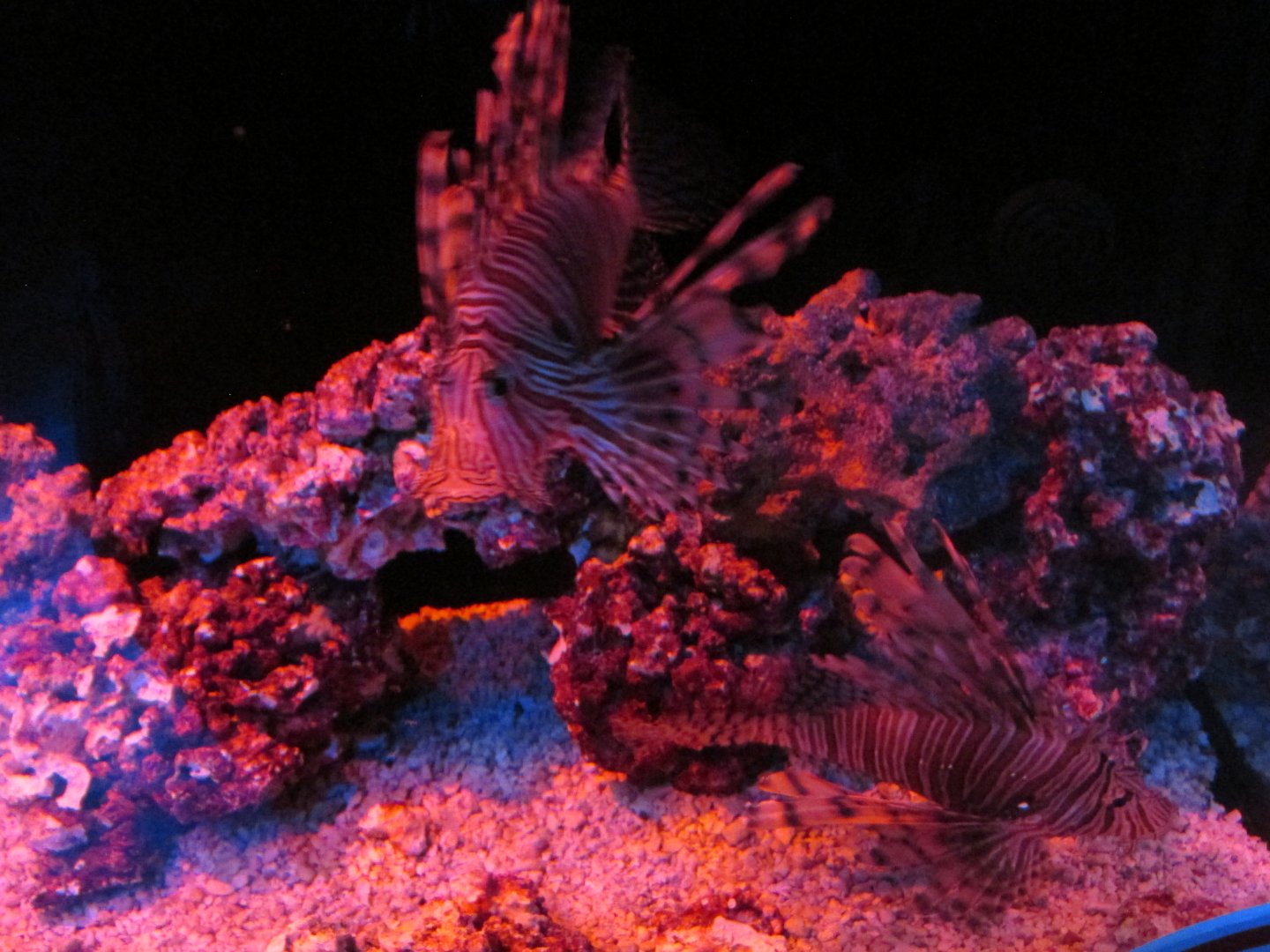 lionfish