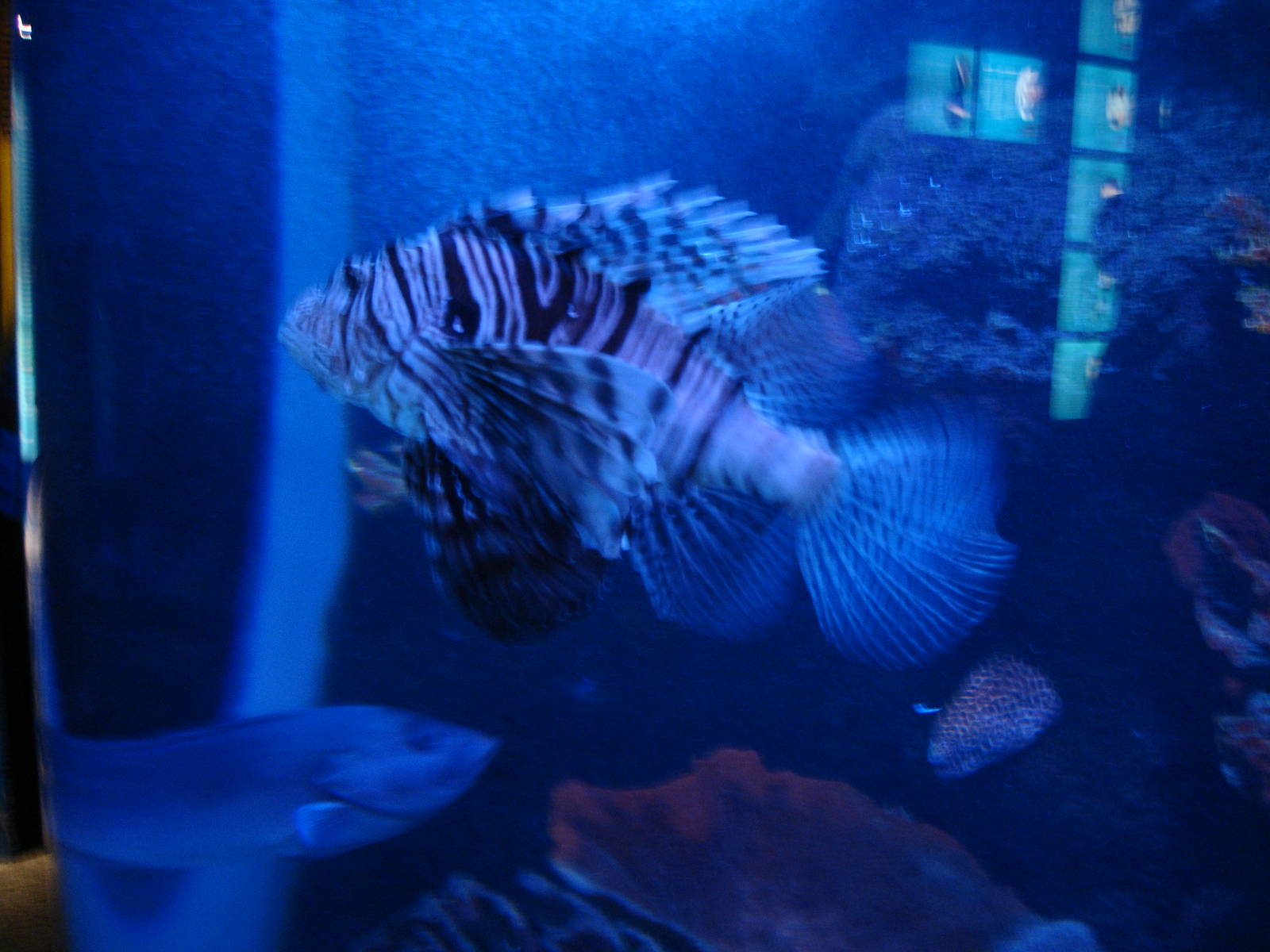 Lionfish