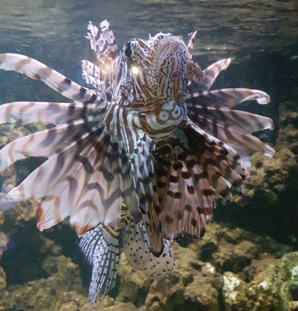 Lionfish
