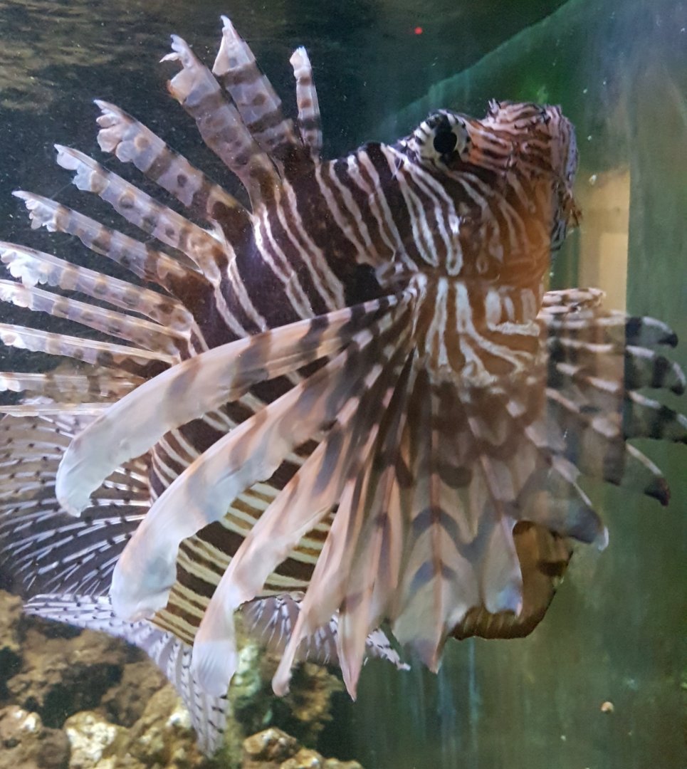 Lionfish