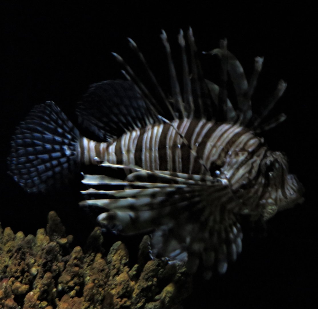 Lionfish