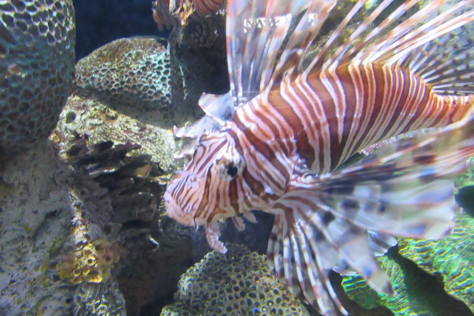lionfish