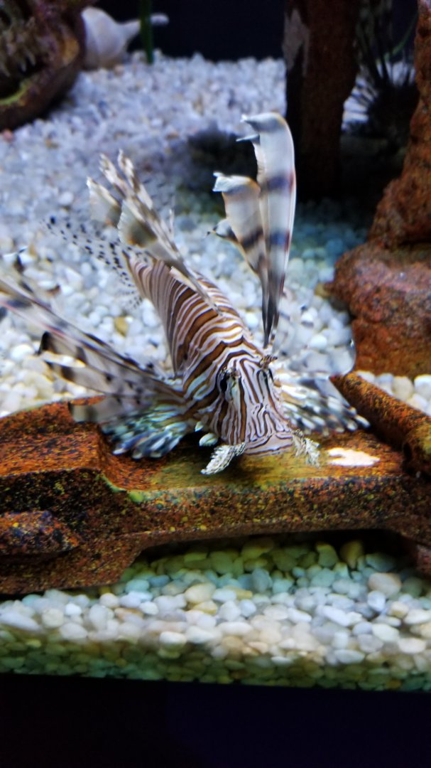 Lionfish