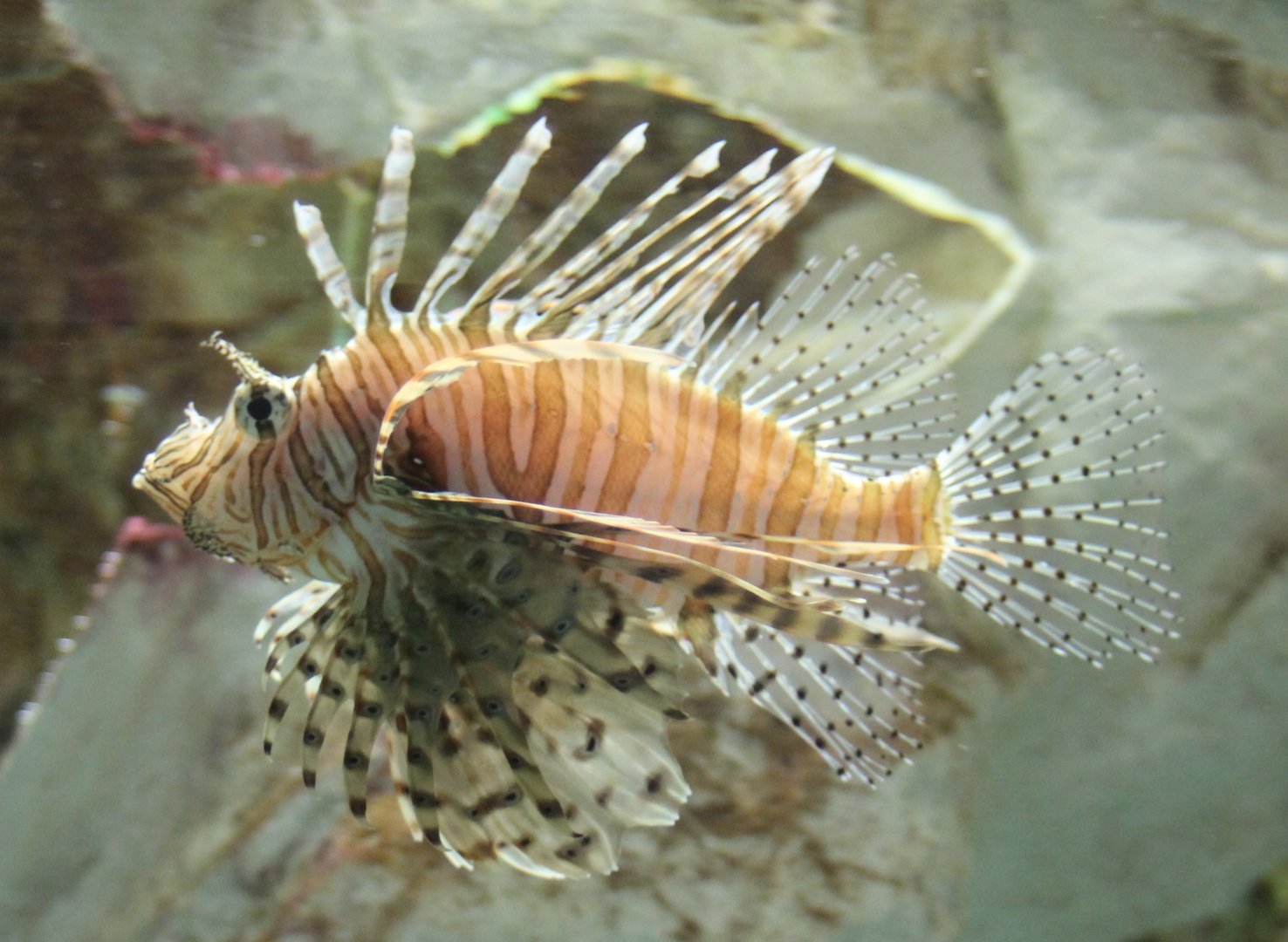 Lionfish