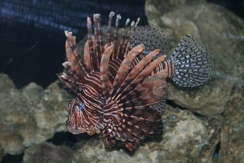 Lionfish