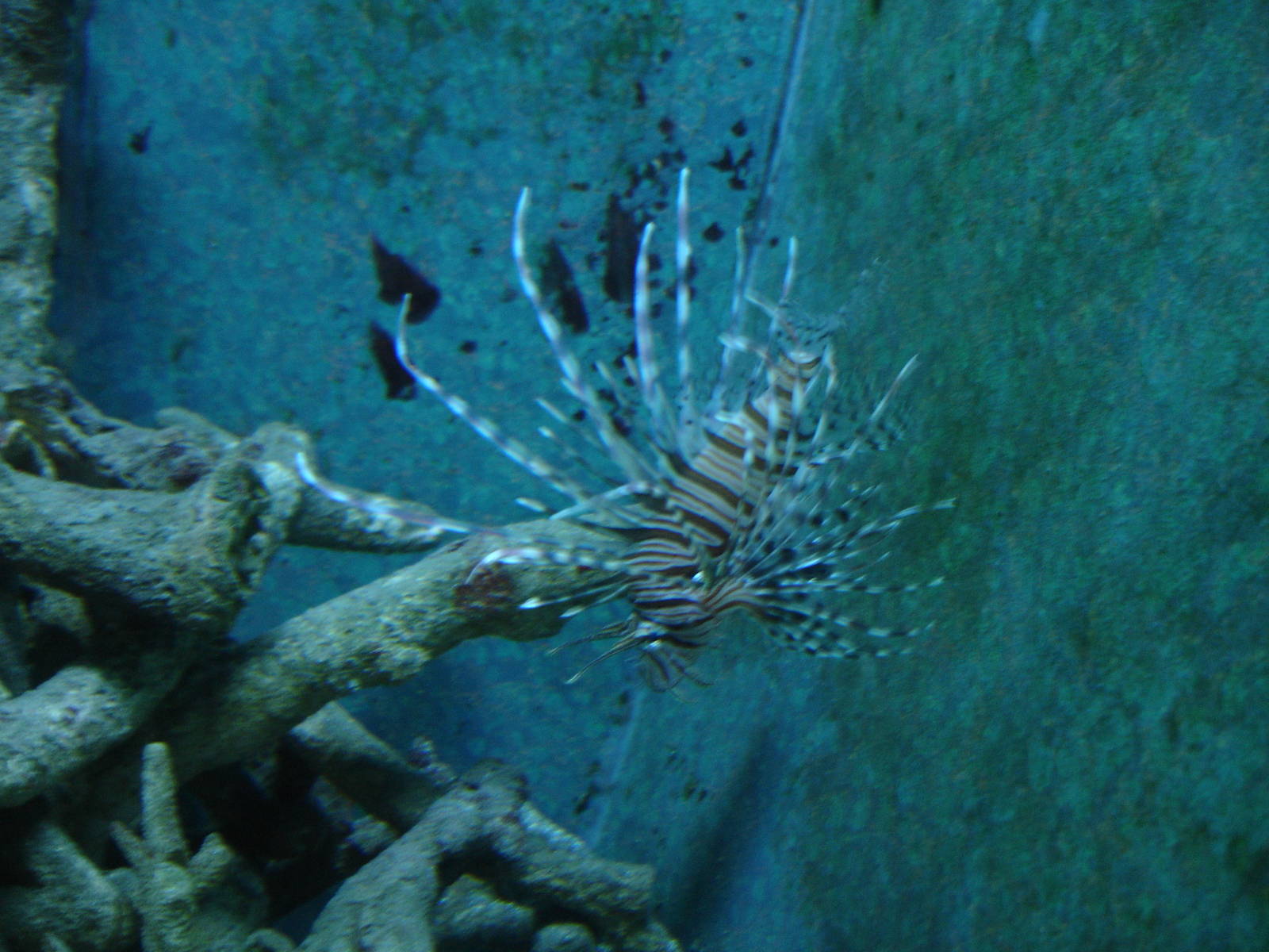 Lionfish