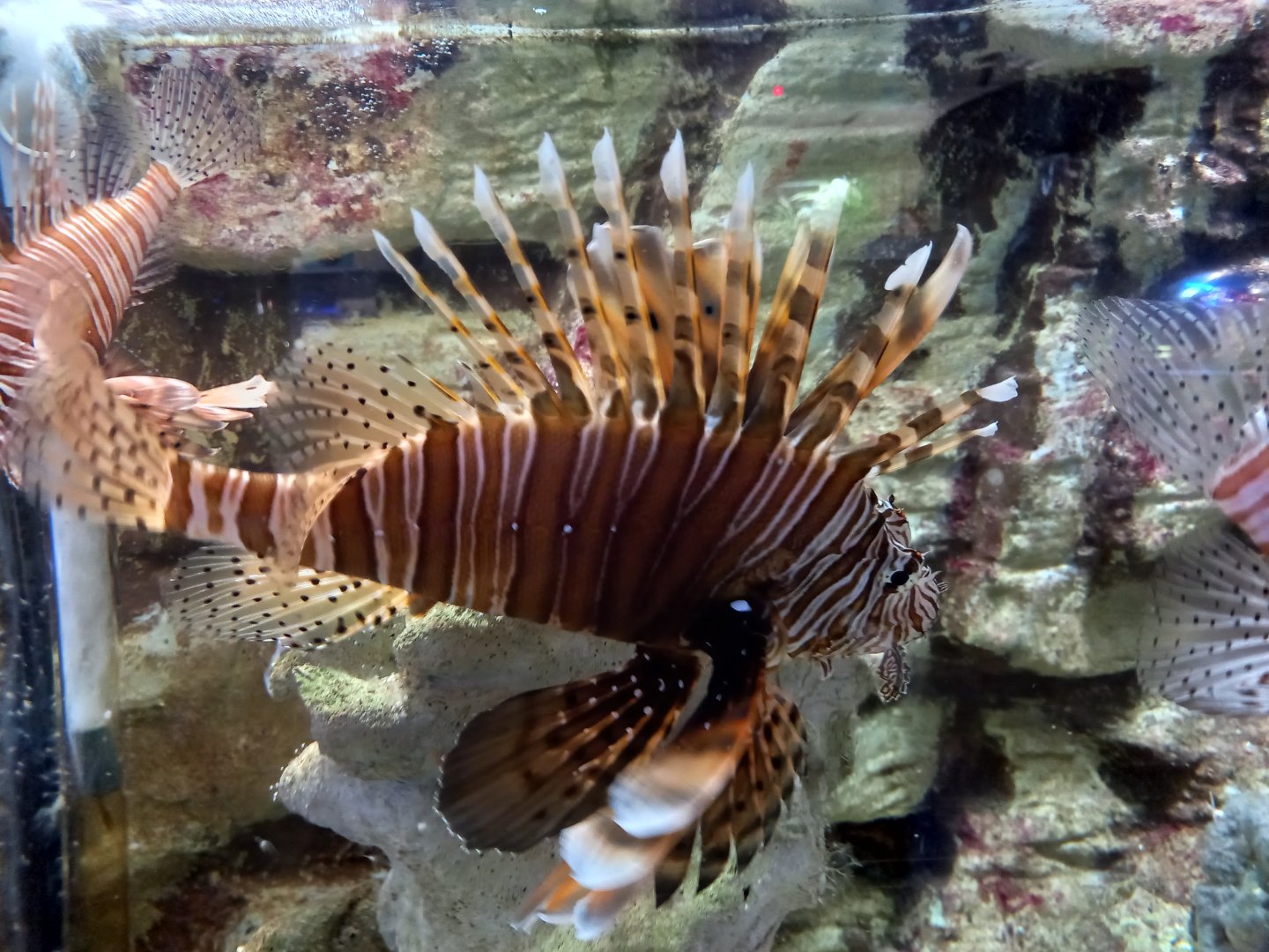 Lionfish