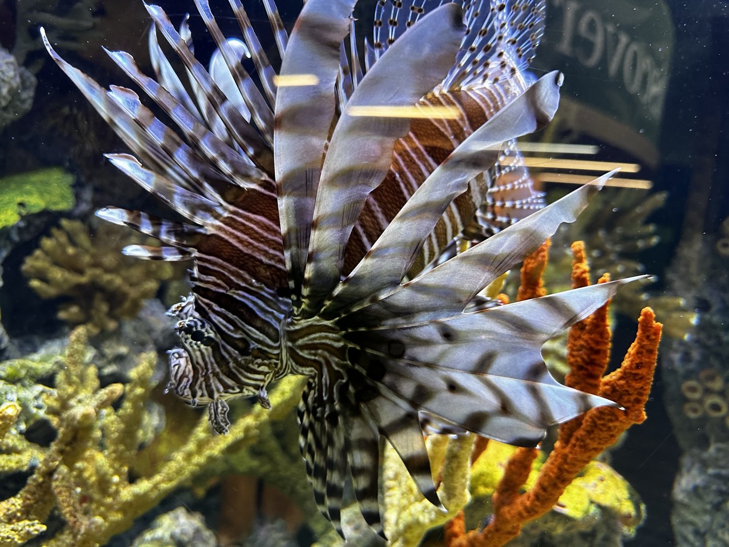 Lionfish