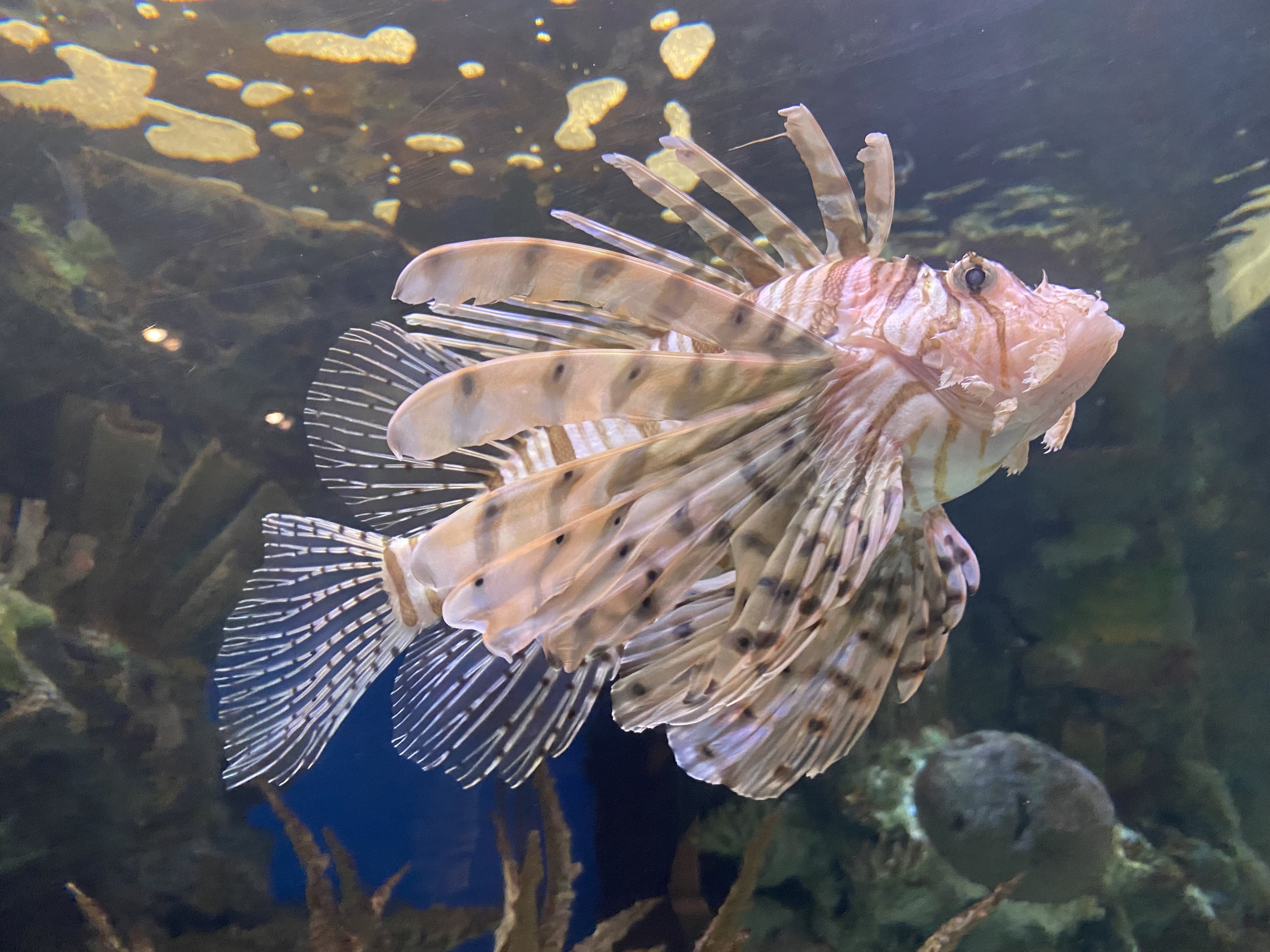 Lionfish