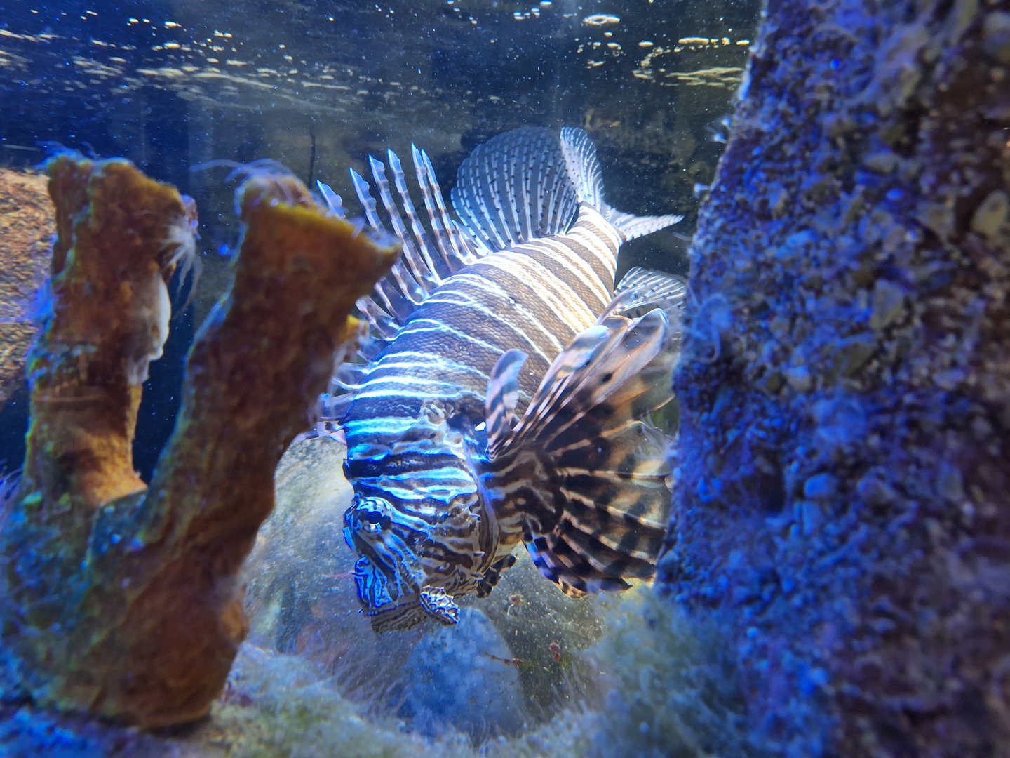 Lionfish