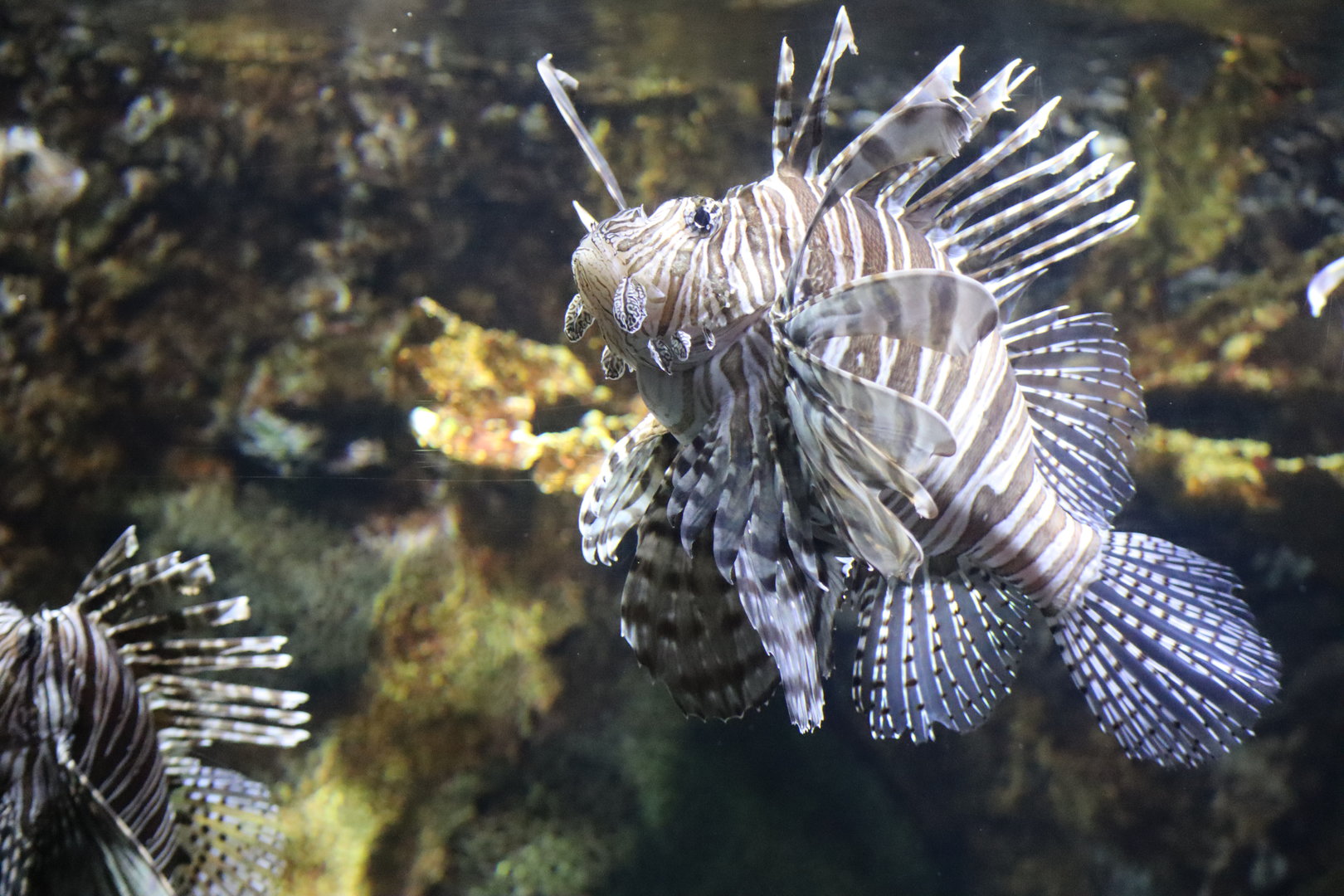 Lionfish